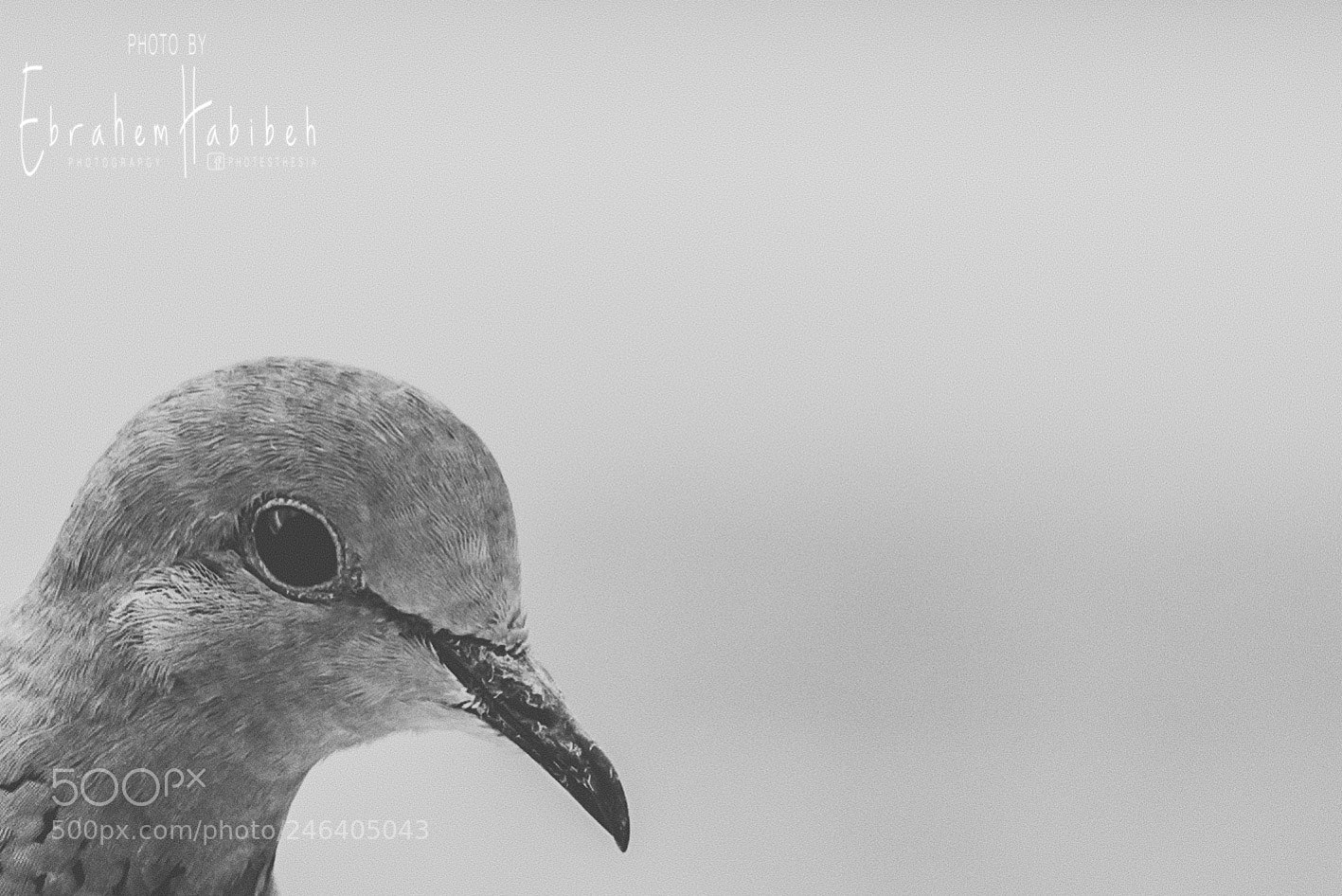 Nikon D810 sample photo. Untitled photography
