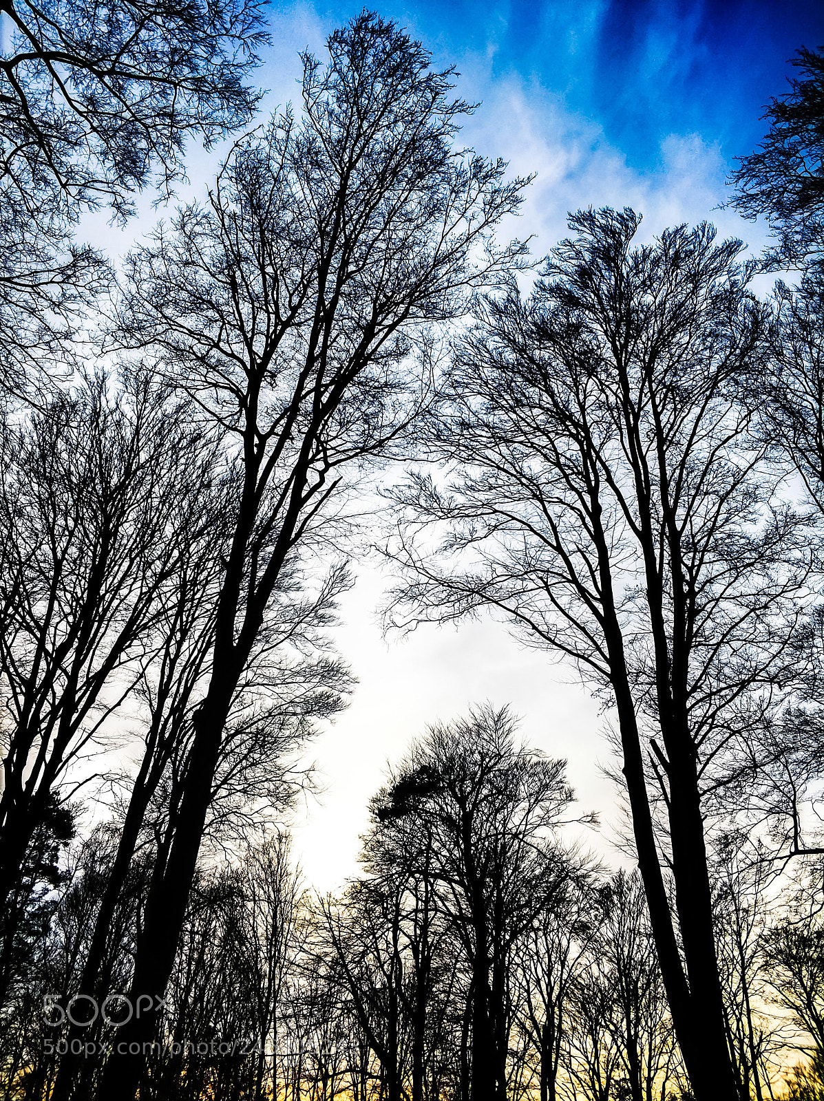 Xiaomi MI6 sample photo. In the woods photography