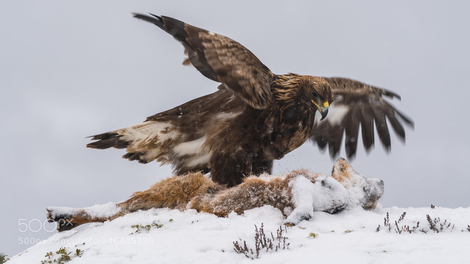 Sony a7R III sample photo. Golden eagle photography