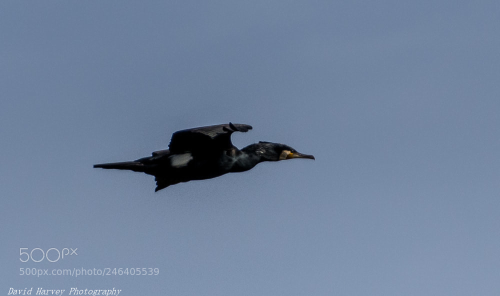 Nikon D7200 sample photo. Cormorant photography