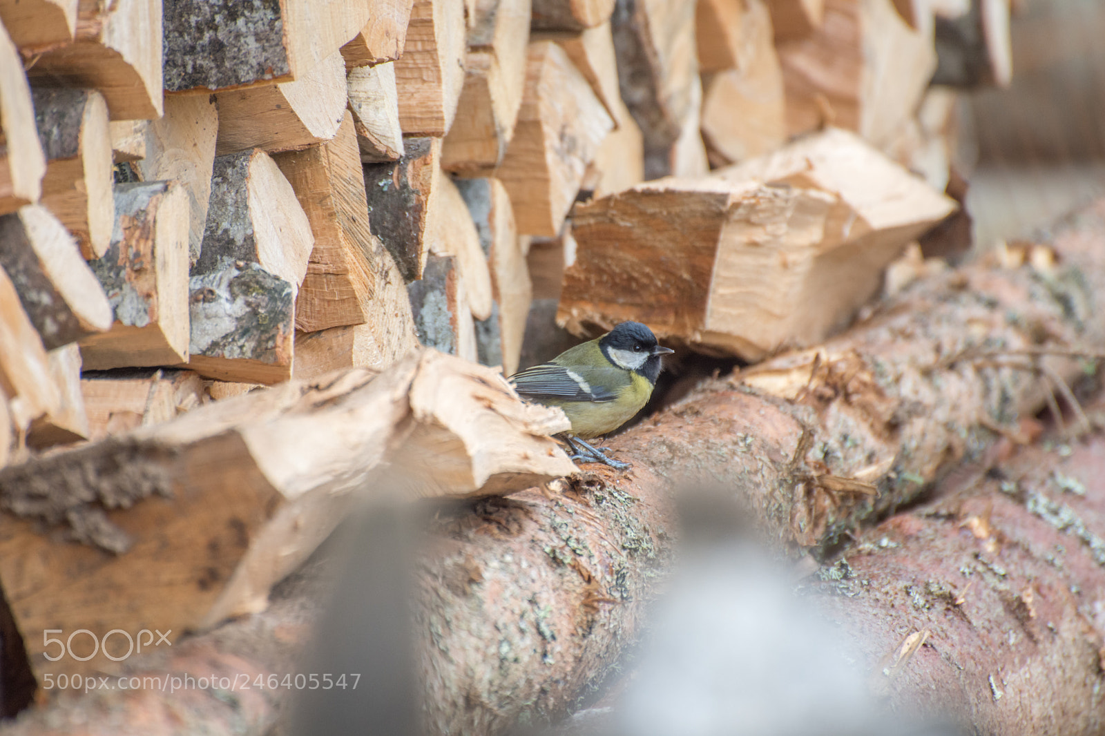 Nikon D7200 sample photo. Great tit in cold photography