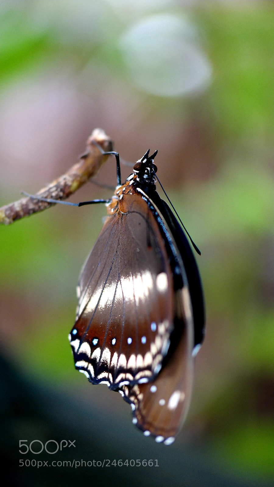 Samsung NX30 sample photo. Preparing photography