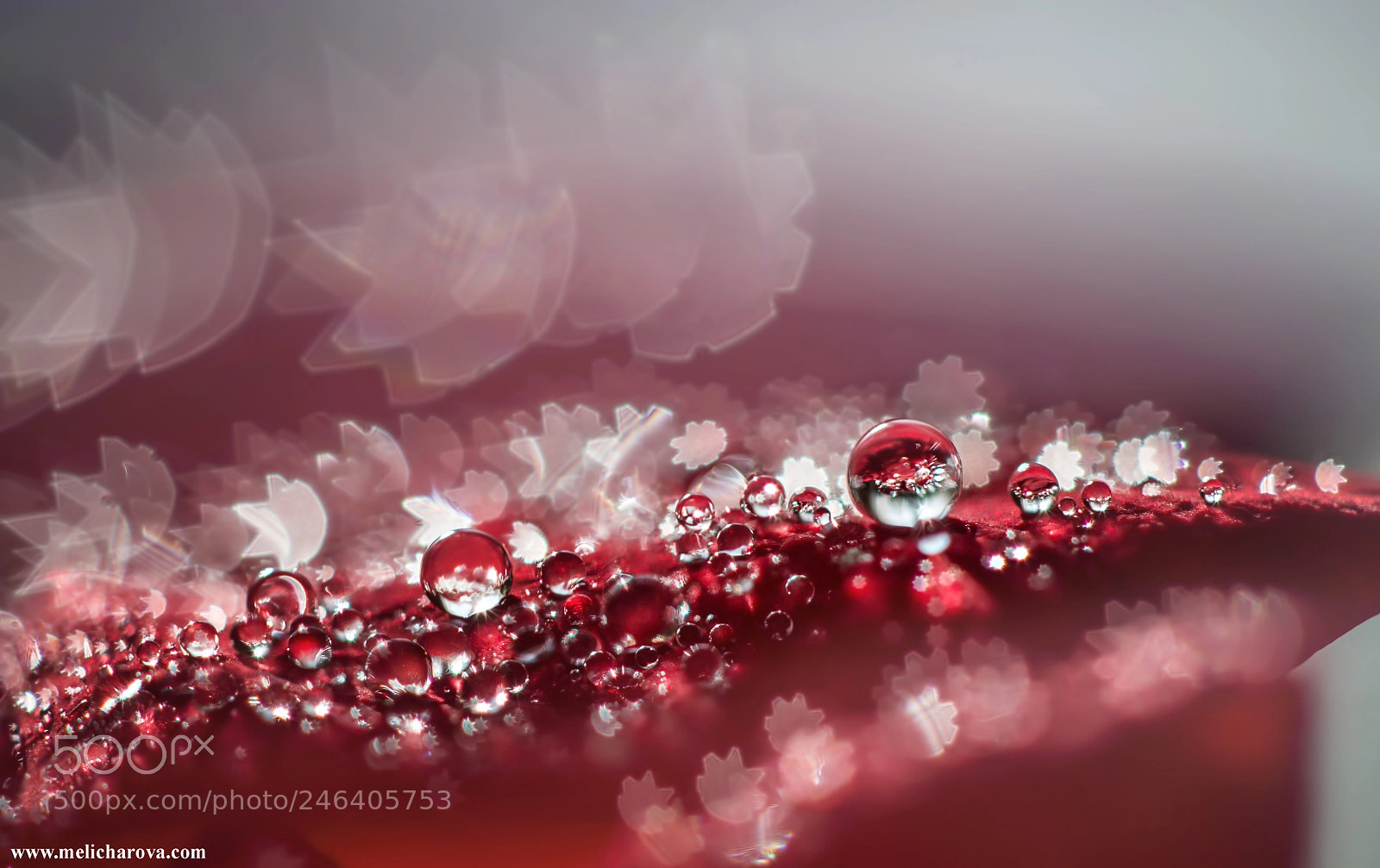 Canon EOS 60D sample photo. Red drops 1 photography