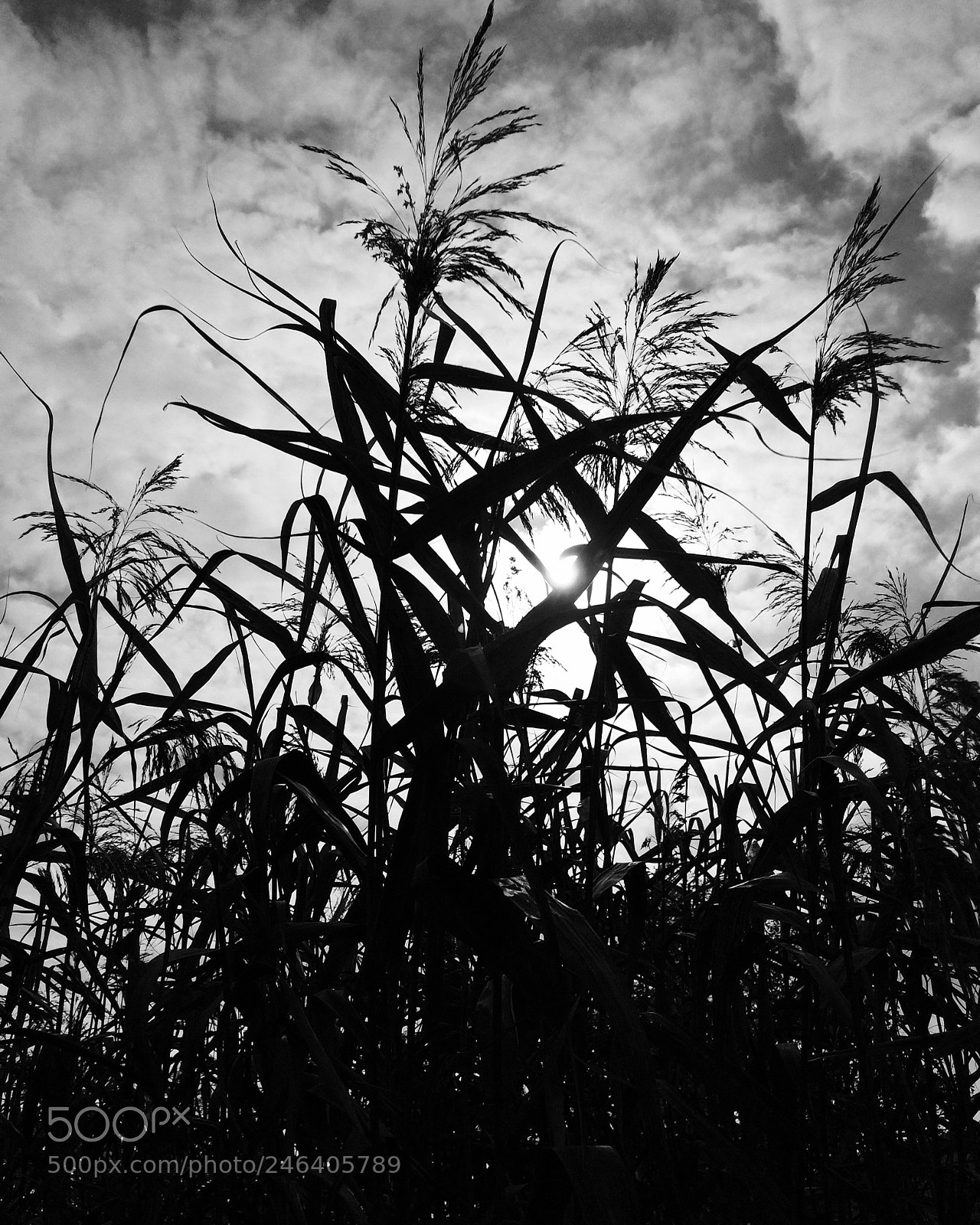 Apple iPhone 5s sample photo. Untitled photography