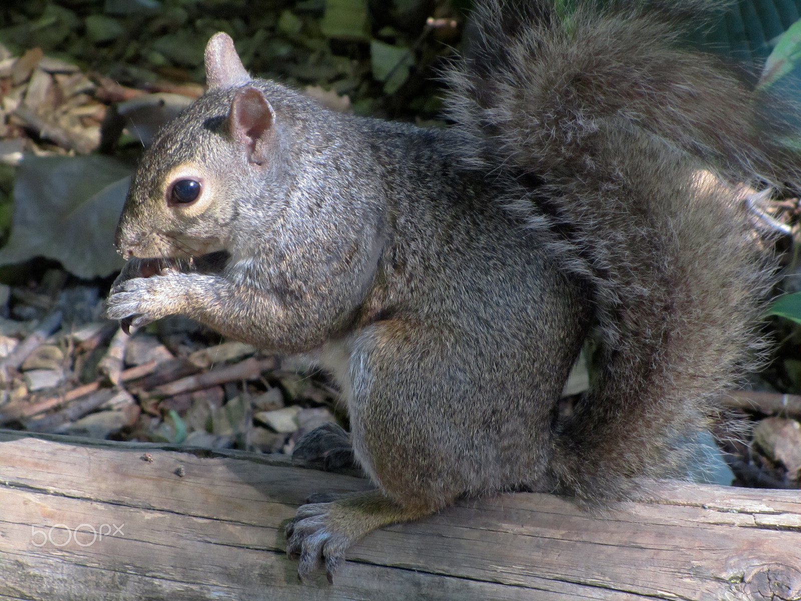 Canon PowerShot SX210 IS sample photo. Squirl of eekhoorn photography