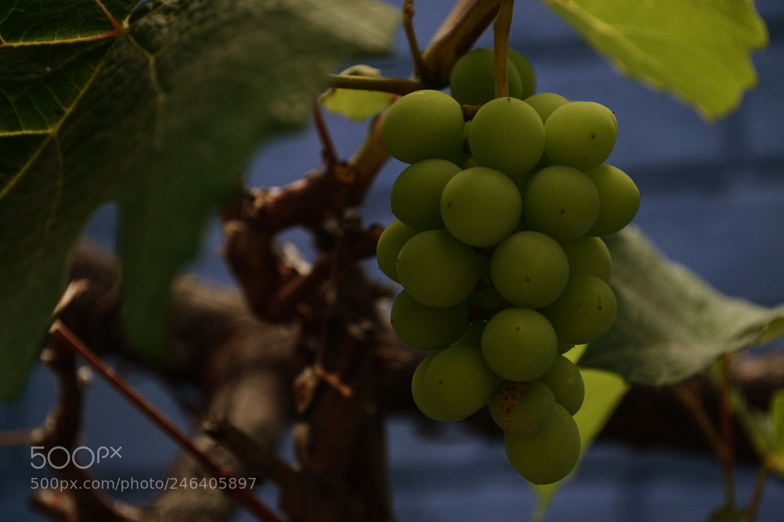 Nikon D3100 sample photo. Untitled photography