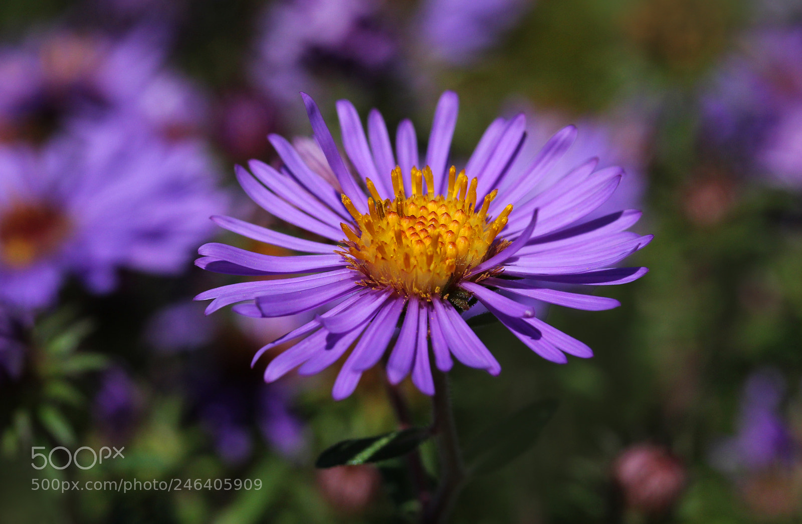 Canon EOS 60D sample photo. Kgg photography