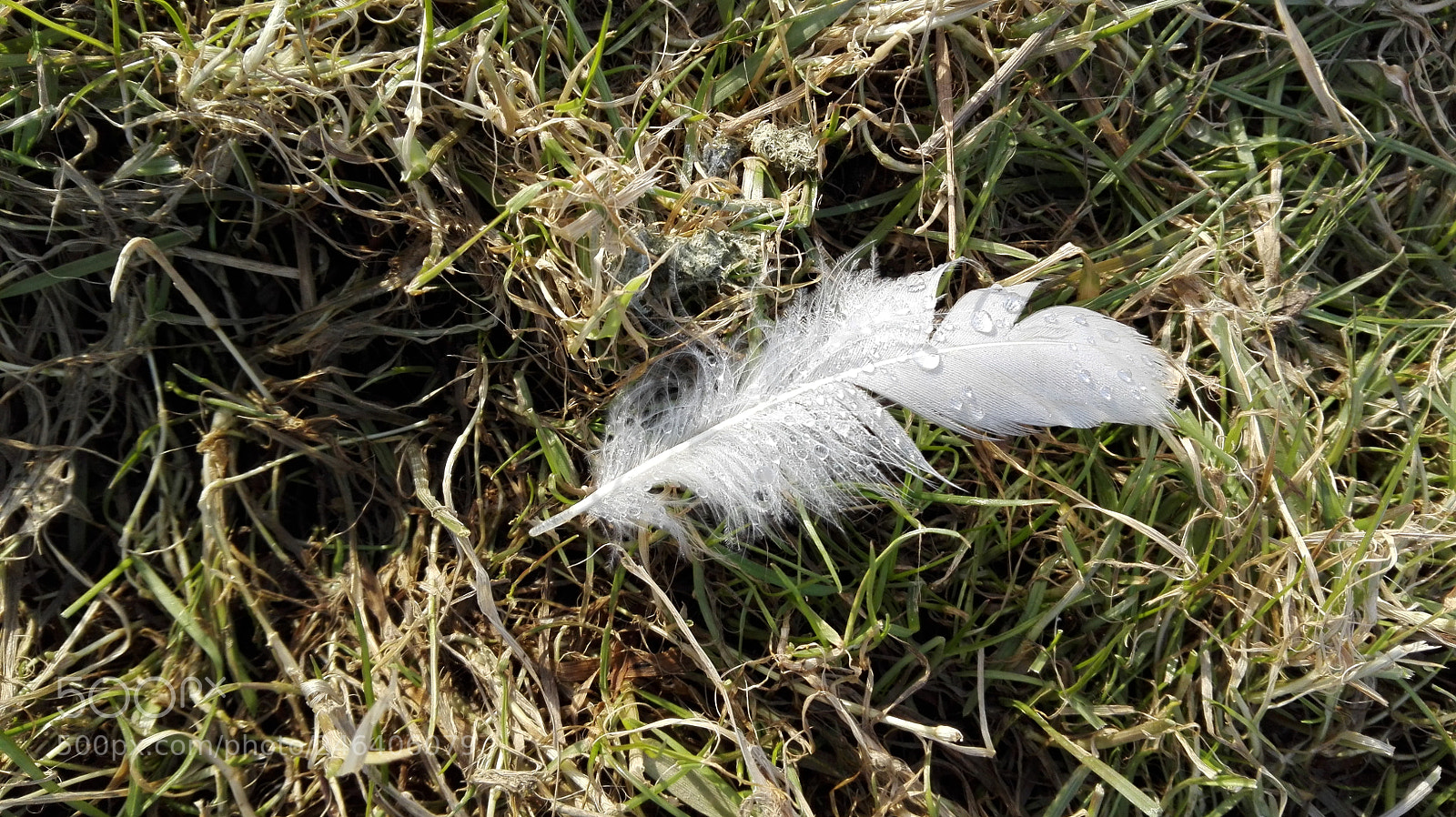 HUAWEI P8 Lite sample photo. White feather photography