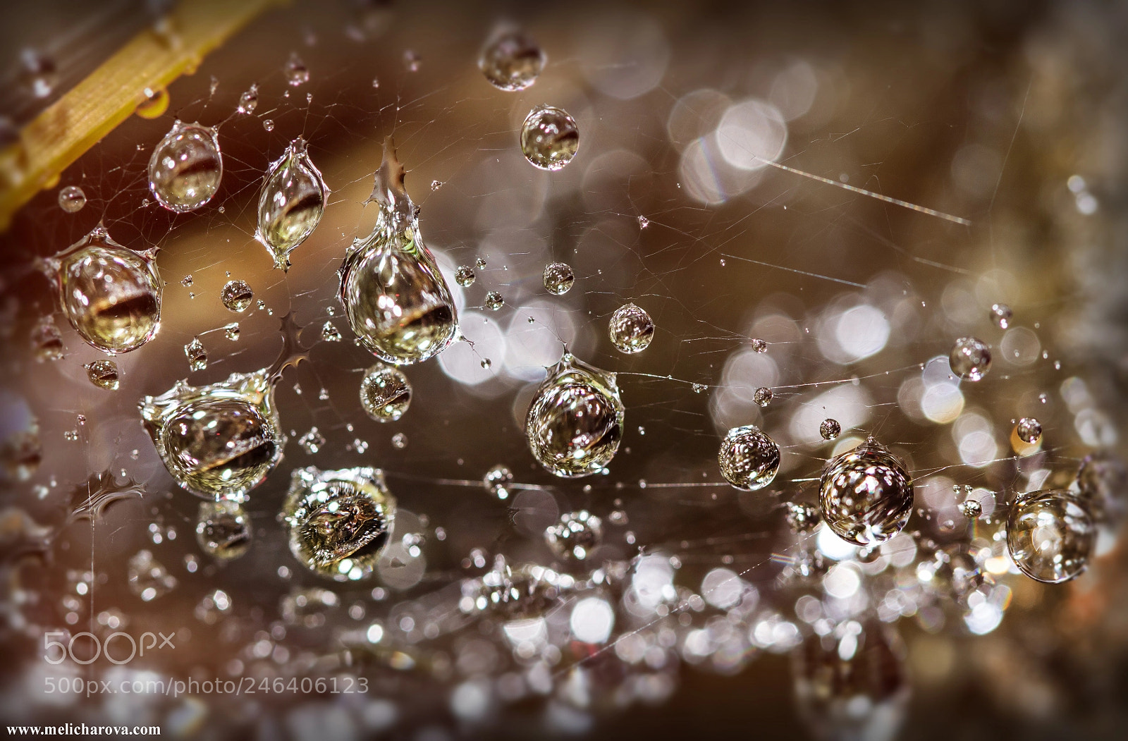 Canon EOS 60D sample photo. Drops in a web photography