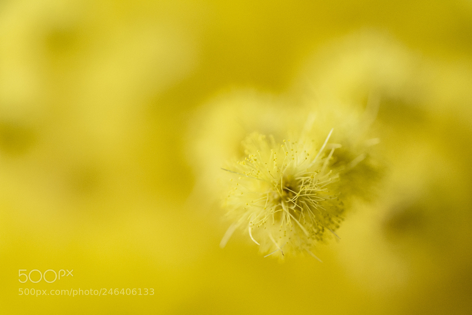 Nikon D7100 sample photo. Mimosa photography