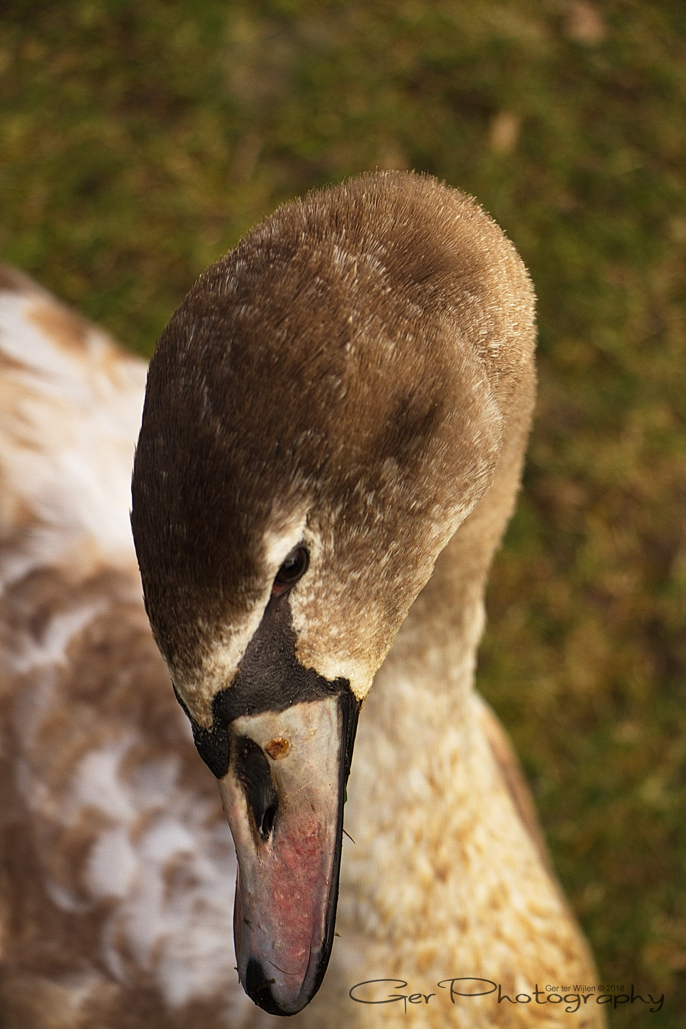 Canon EOS 7D sample photo. Shy photography