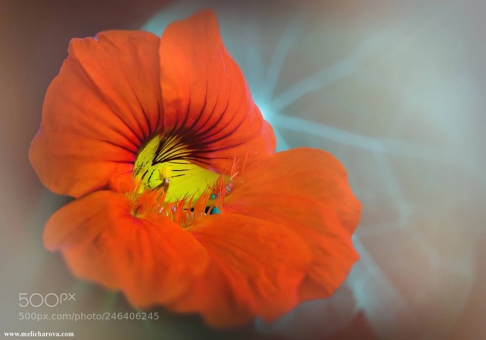 Canon EOS 60D sample photo. Oramge flower photography