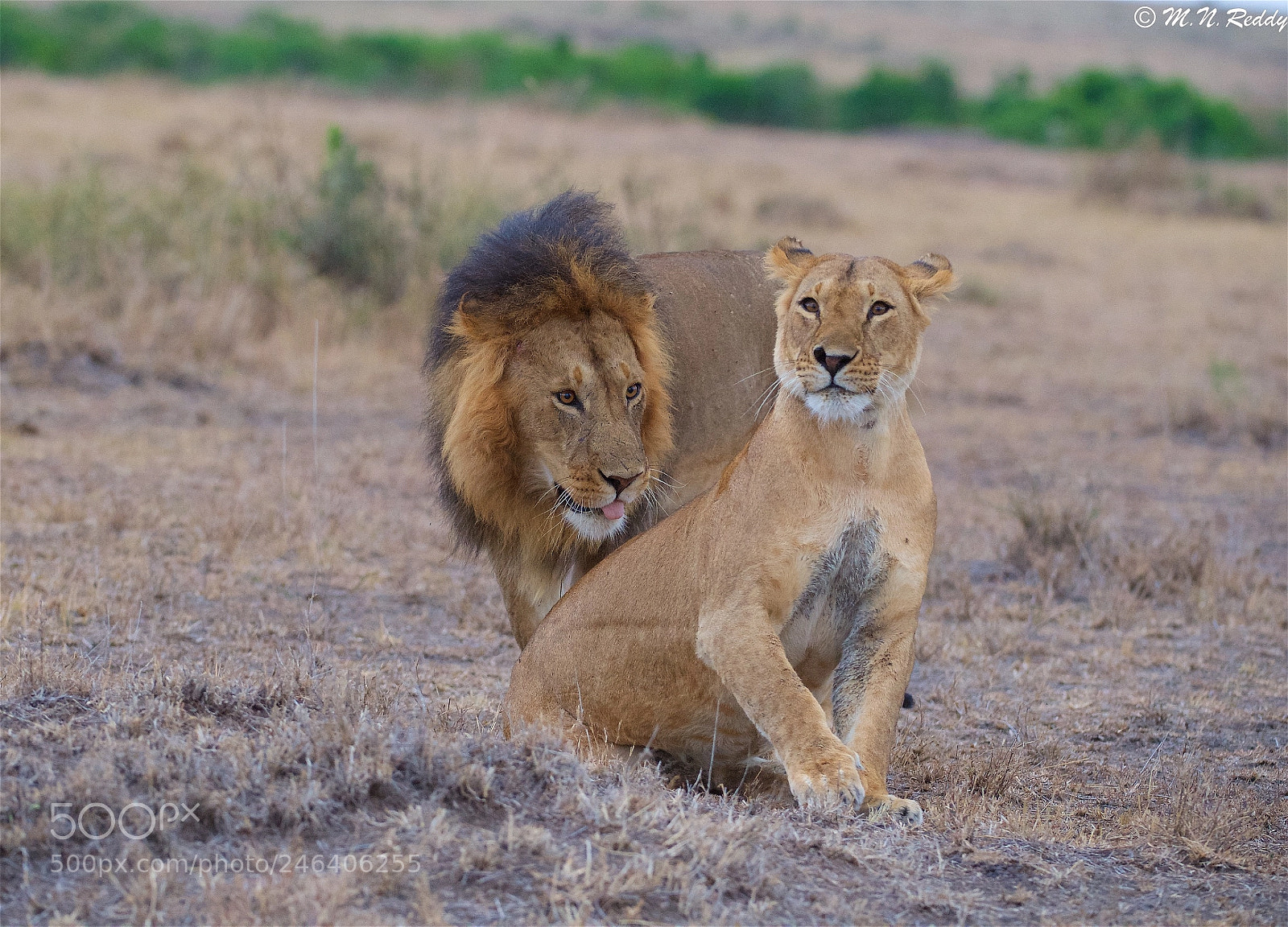 Nikon D5 sample photo. Lion and lioness photography