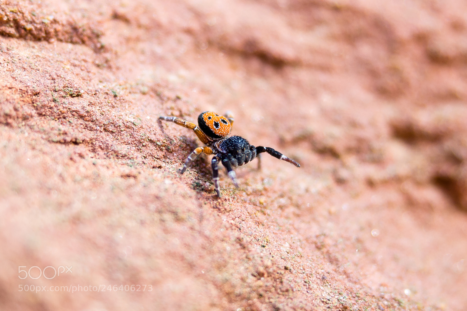 Olympus OM-D E-M5 sample photo. Red spider photography