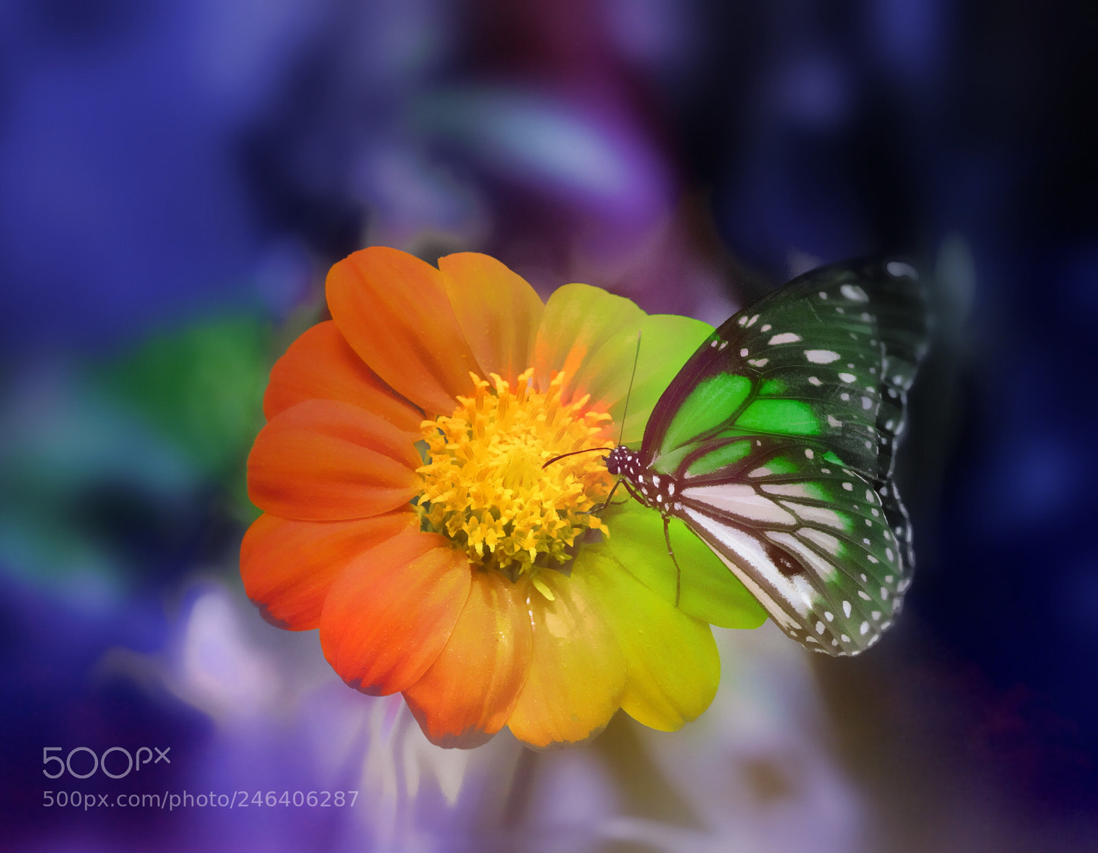 Canon PowerShot G12 sample photo. Butterfly photography