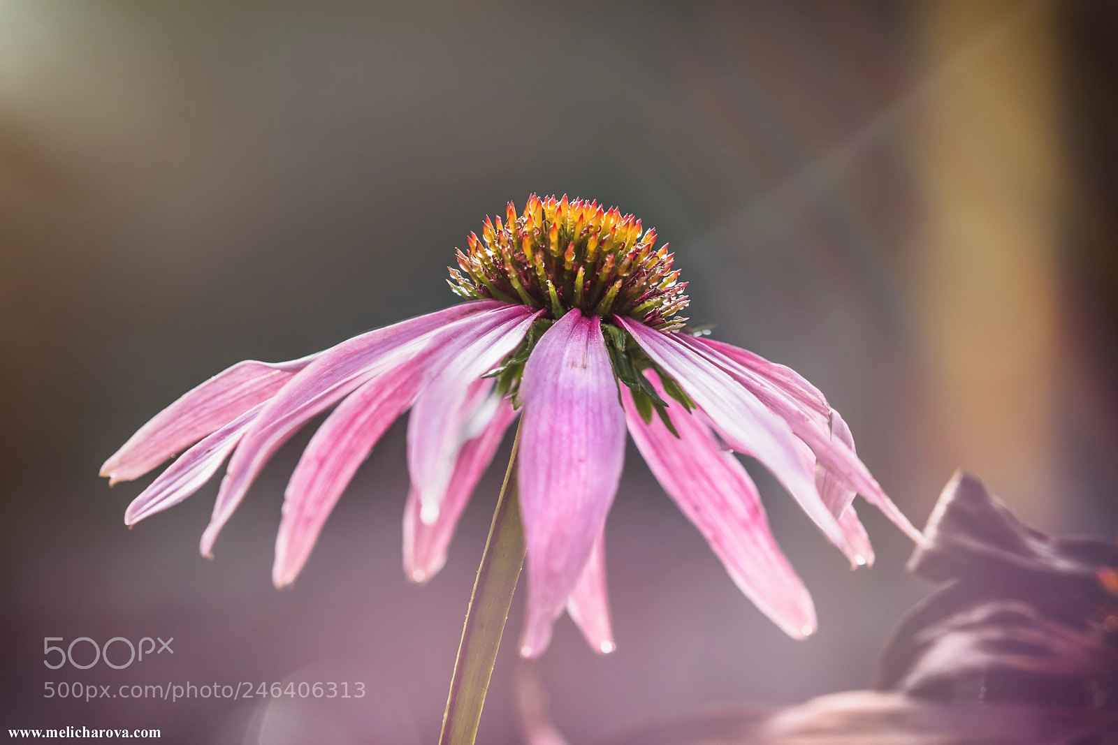 Canon EOS 60D sample photo. Pink flower photography