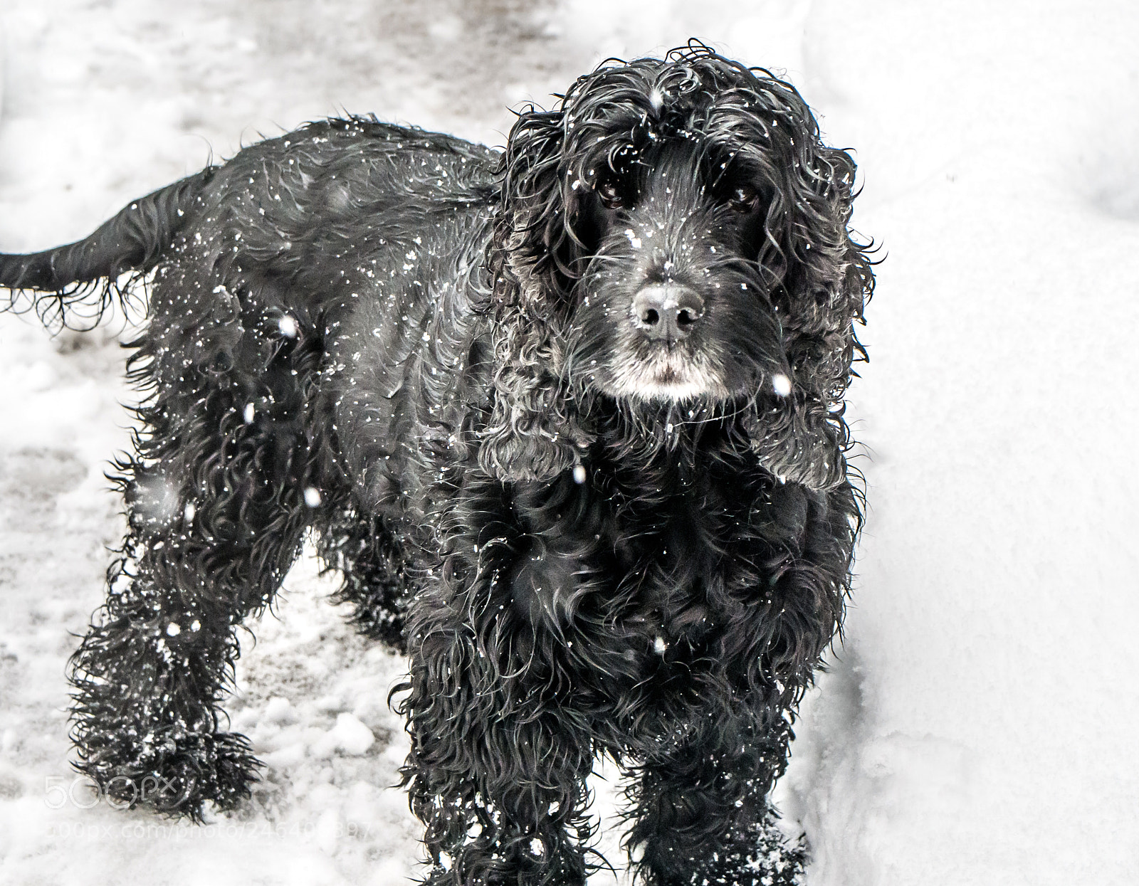 Panasonic DMC-G70 sample photo. Snowy dog photography