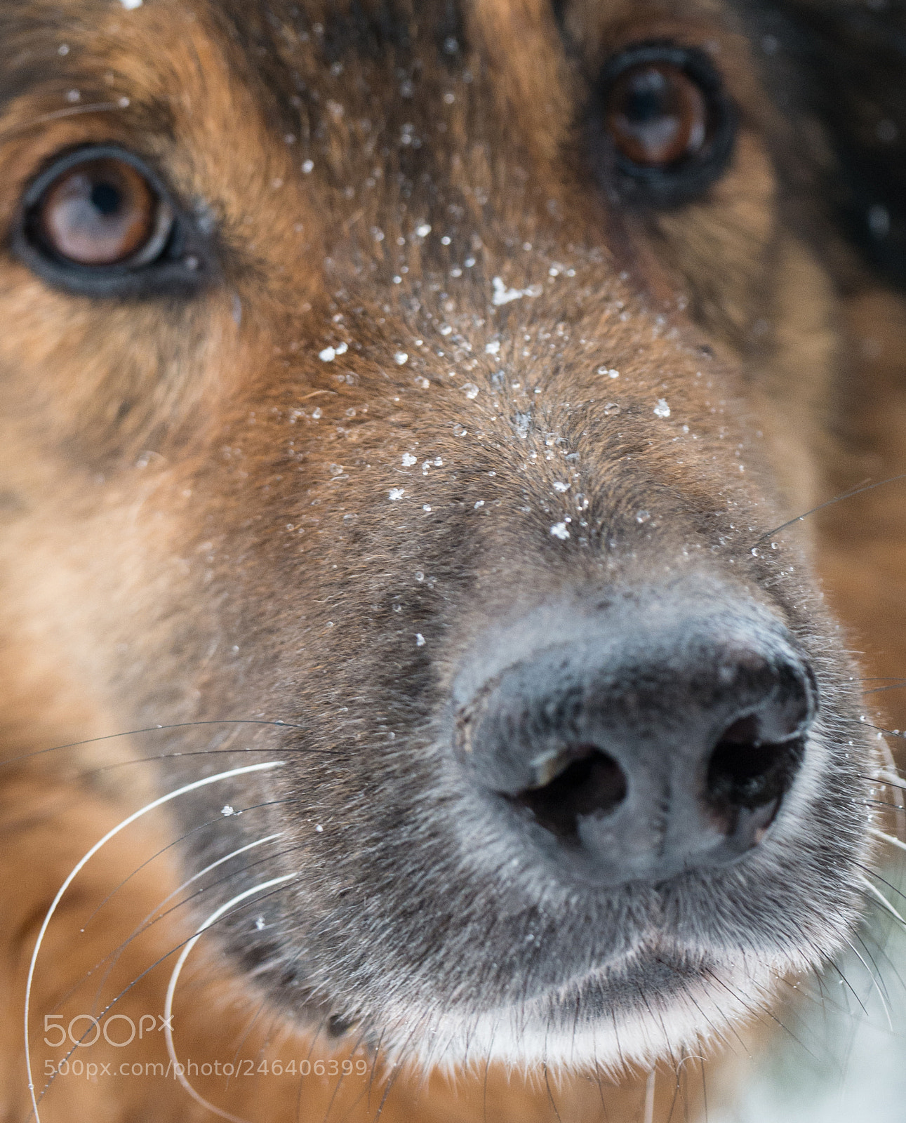 Panasonic DMC-G70 sample photo. Dogs snout photography