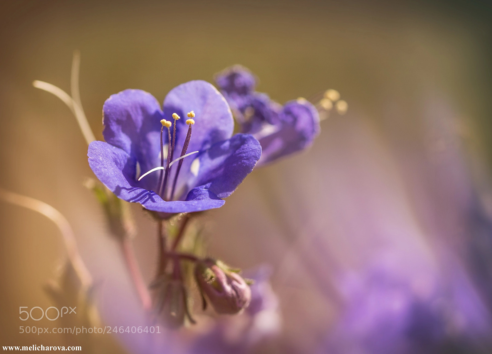 Canon EOS 60D sample photo. Blue flower 2 photography