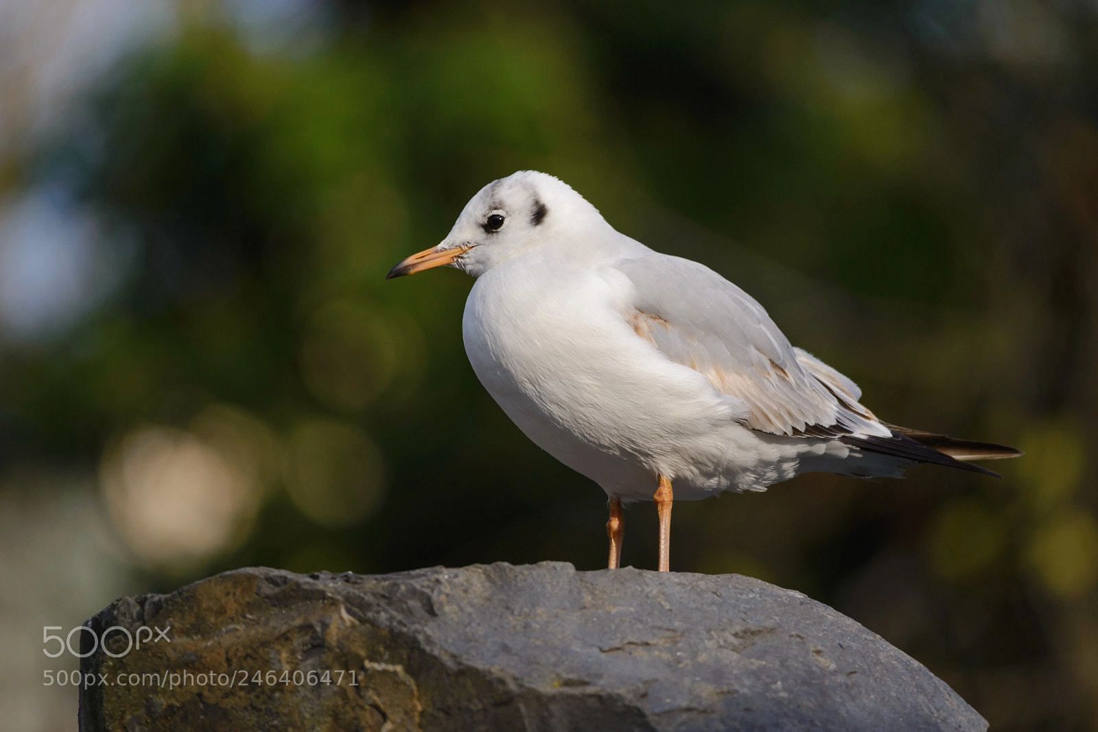 Nikon D600 sample photo. Gull photography