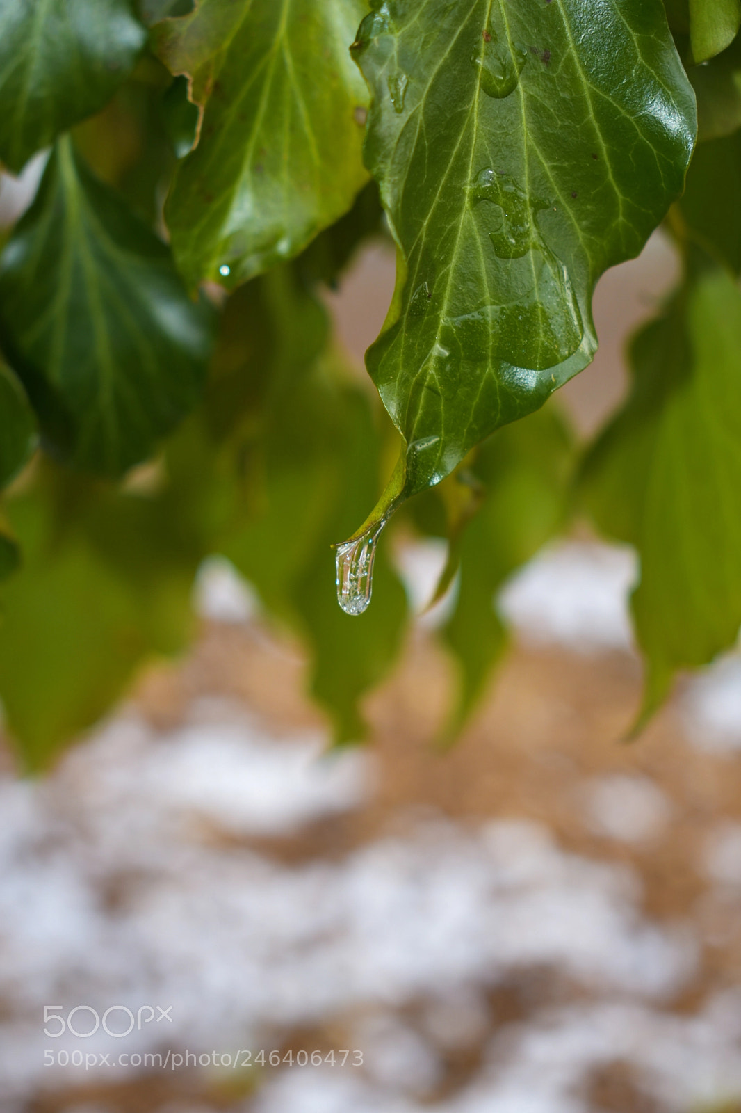 Nikon D3400 sample photo. Tropf photography
