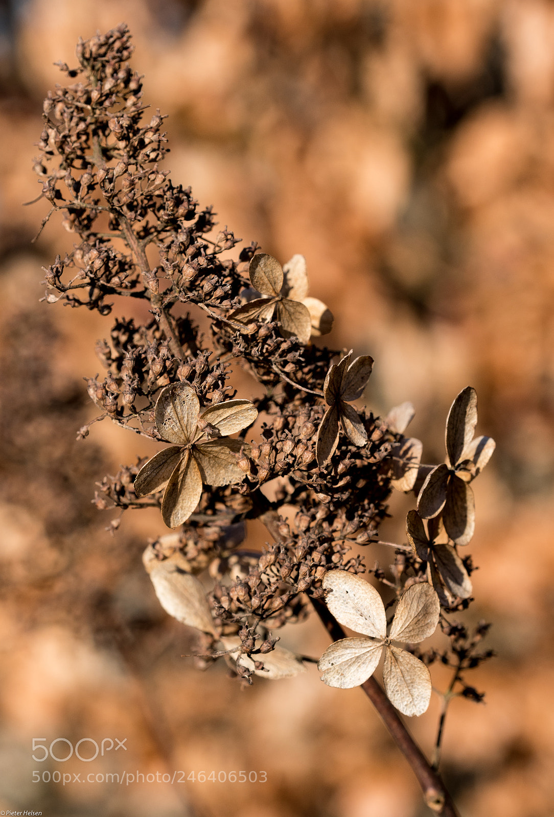 Nikon D500 sample photo. Dried in the wind photography