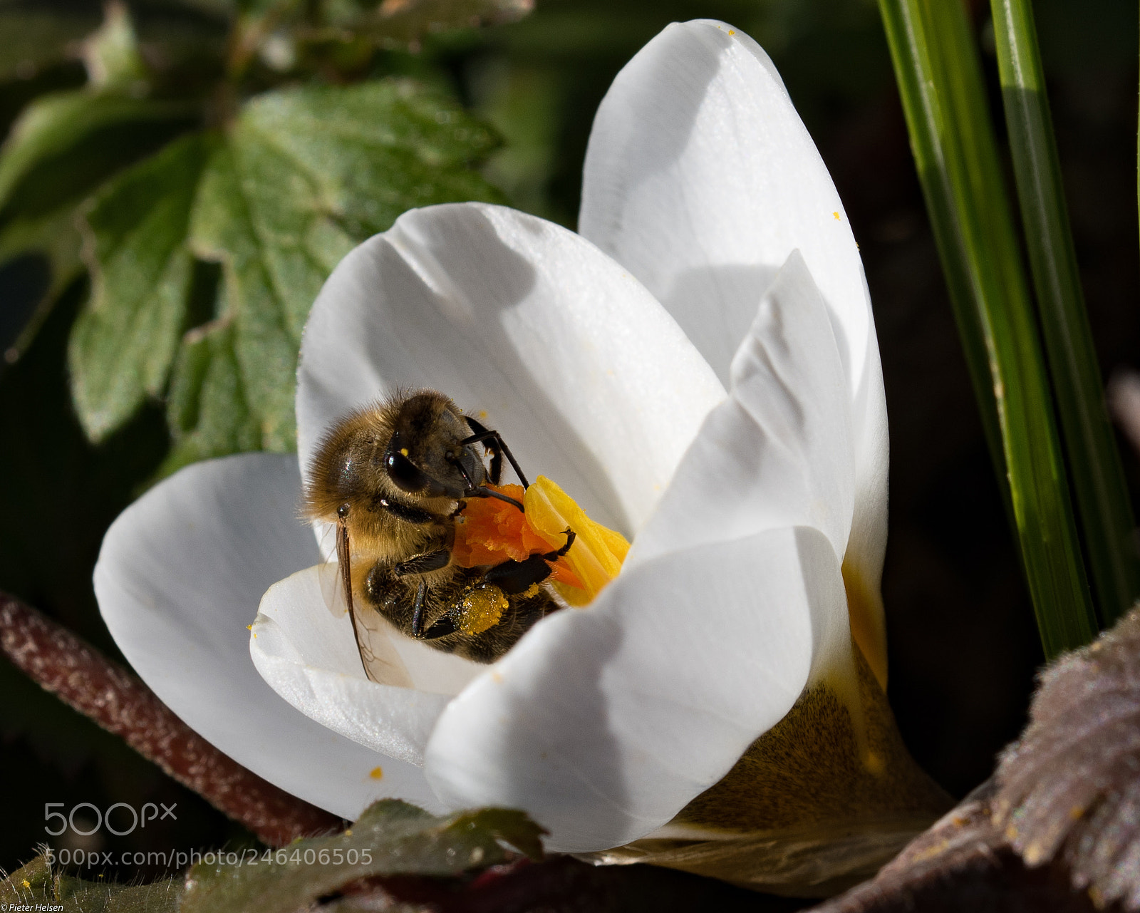 Nikon D500 sample photo. Bee@work photography