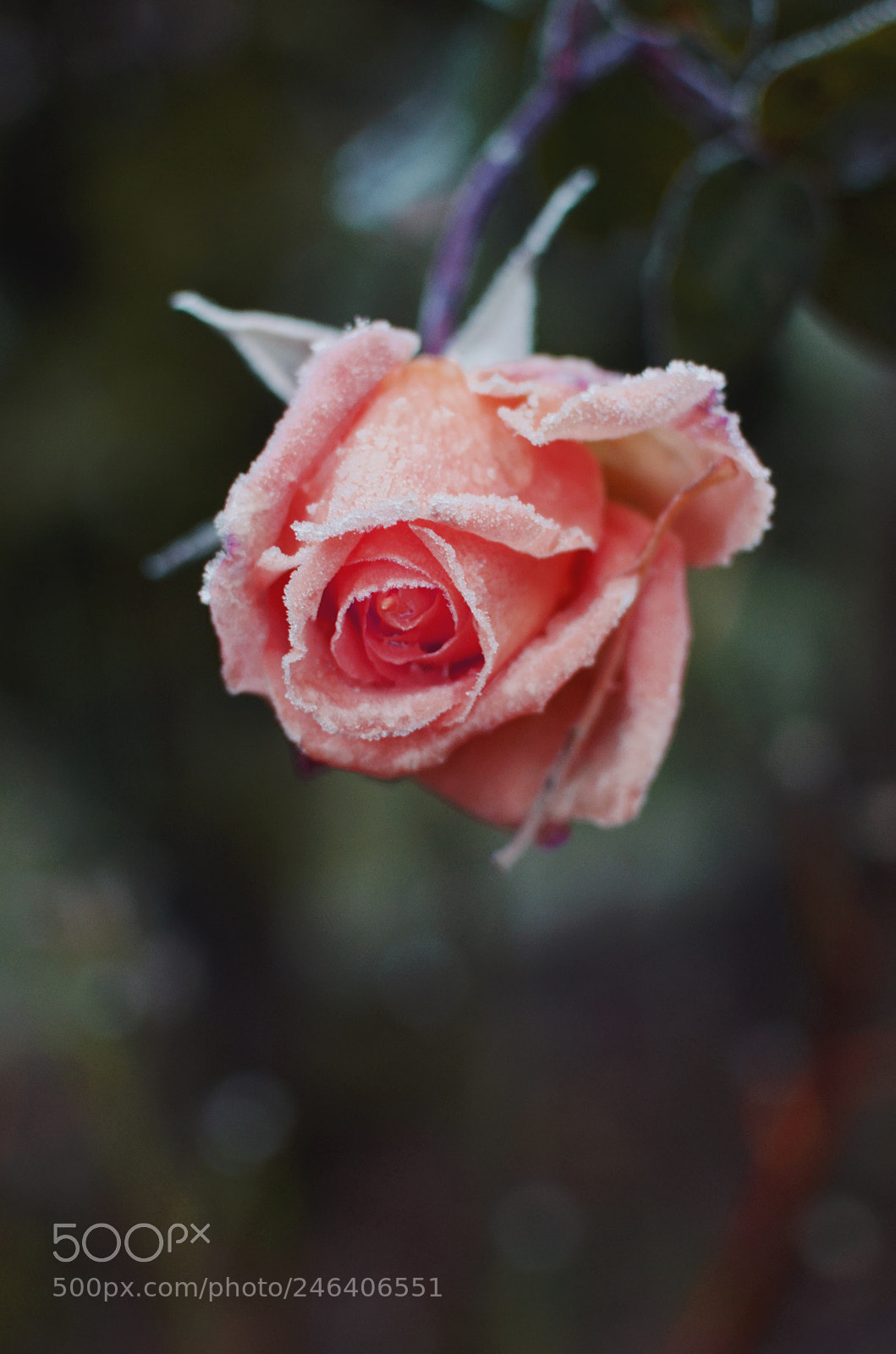 Nikon D5100 sample photo. Winter rose photography