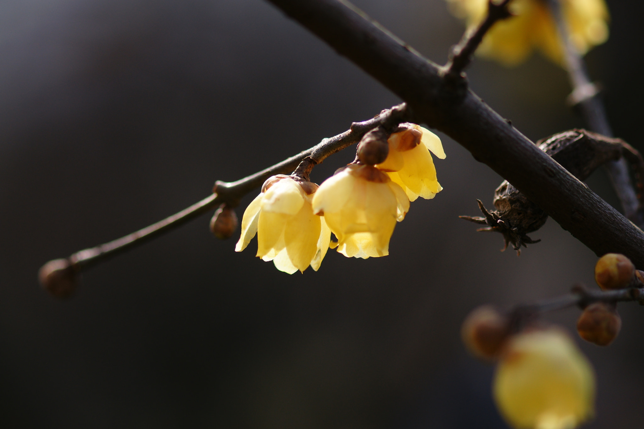 Sony Alpha DSLR-A700 + Sony 100mm F2.8 Macro sample photo