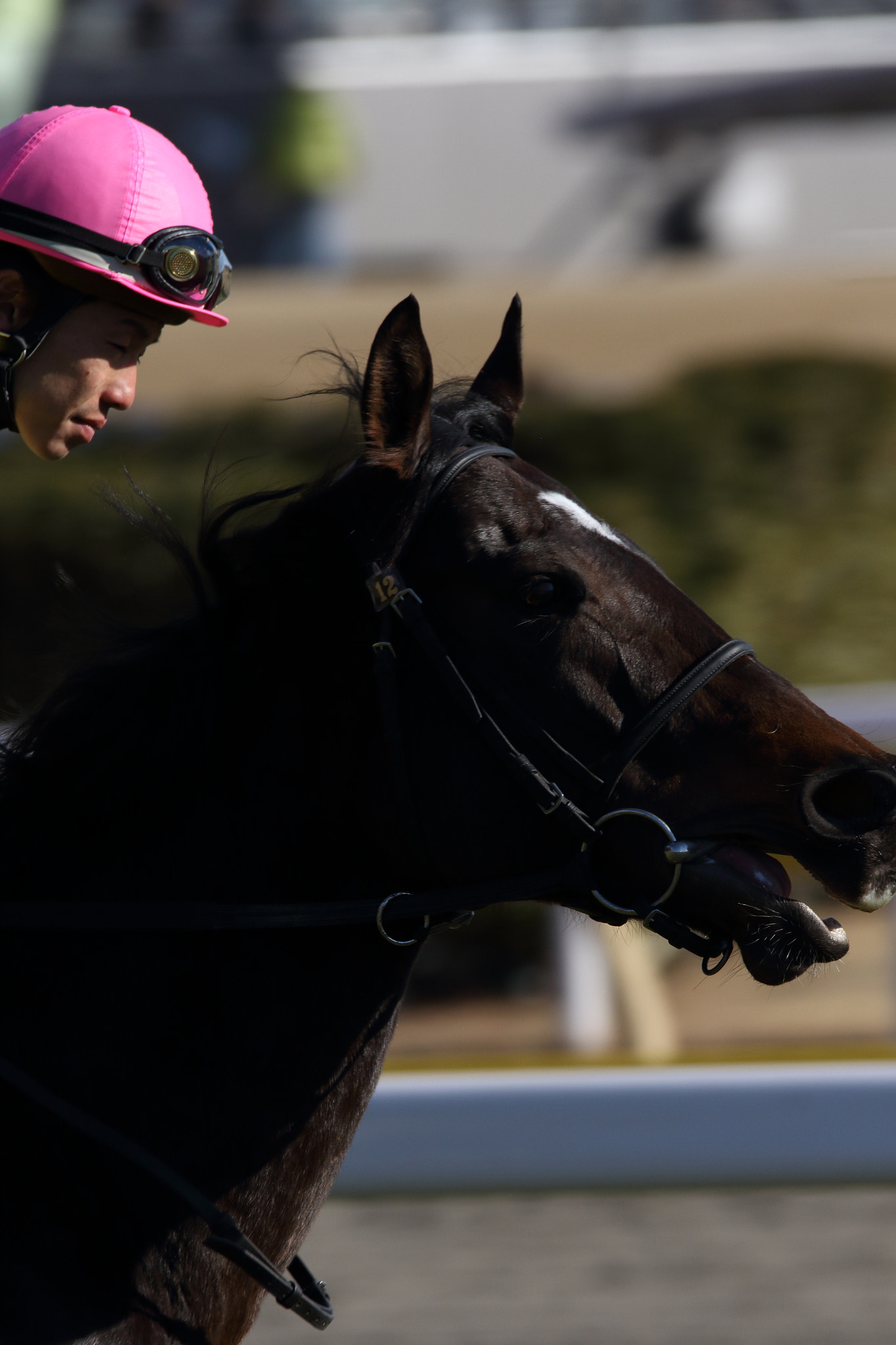 Sigma 150-600mm F5-6.3 DG OS HSM | C sample photo. Race horse photography