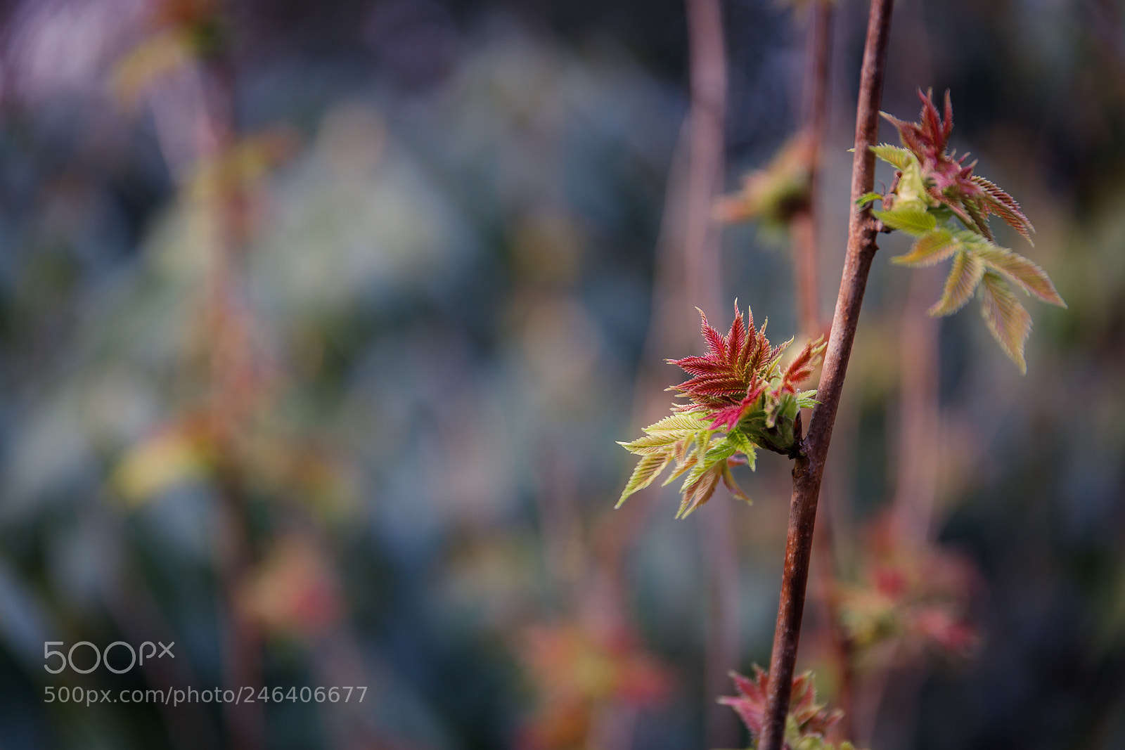 Canon EOS 6D Mark II sample photo. Wittringer wald photography