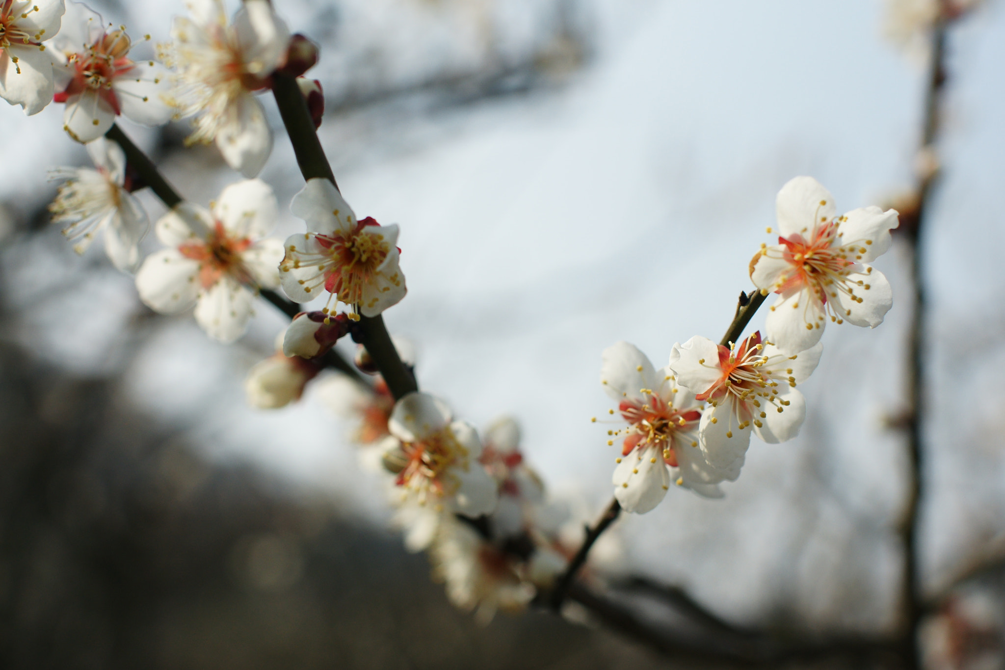 Sony Alpha DSLR-A700 + Sony 35mm F1.4 G sample photo