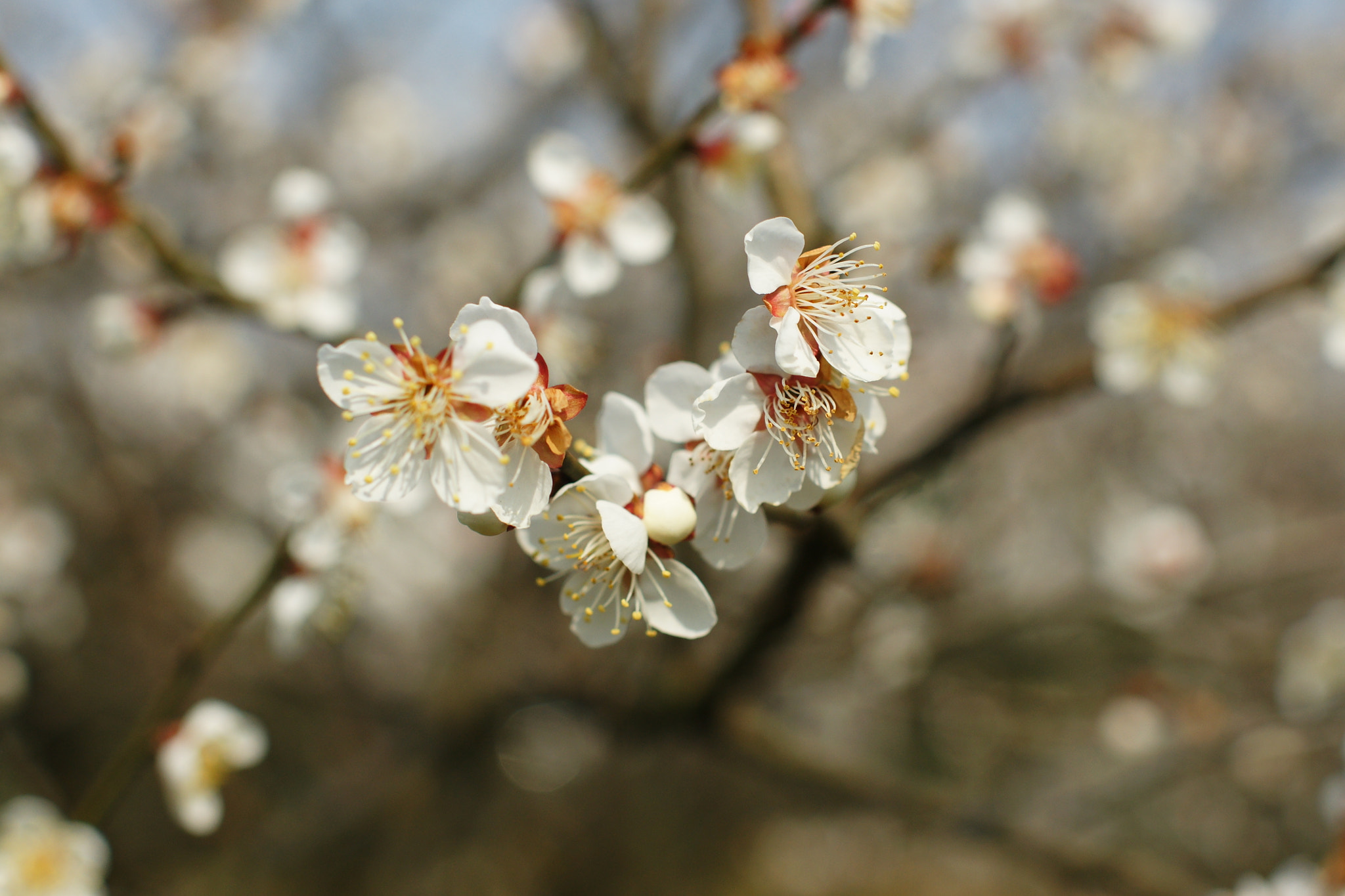 Sony 35mm F1.4 G sample photo