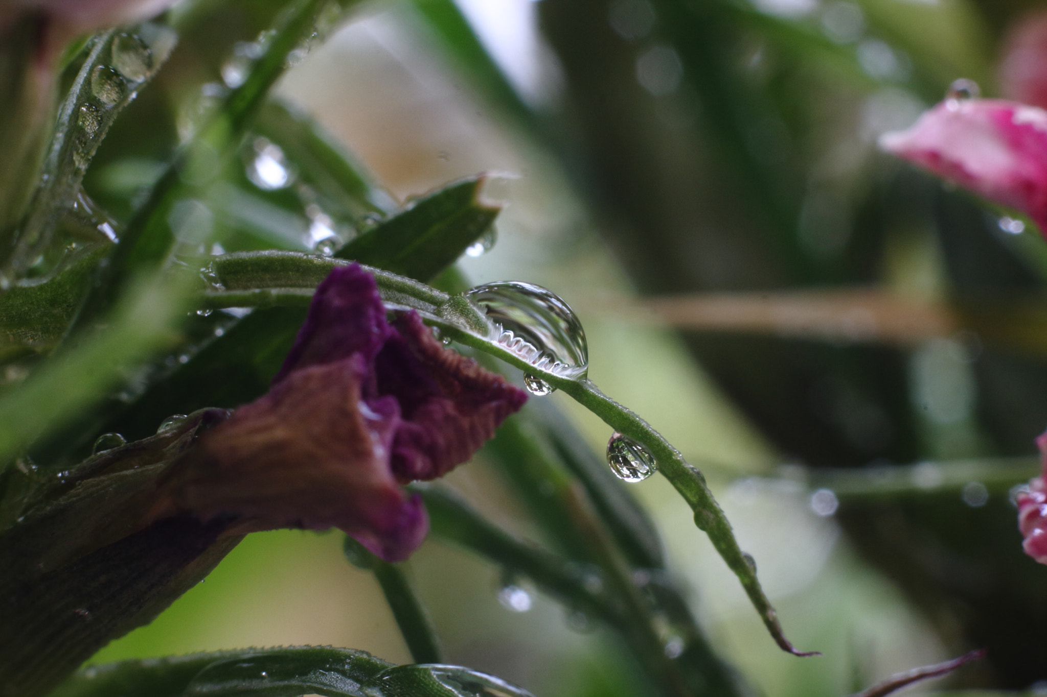 Canon EOS 40D + Canon EF 50mm F1.8 STM sample photo. Goutte d'eau photography