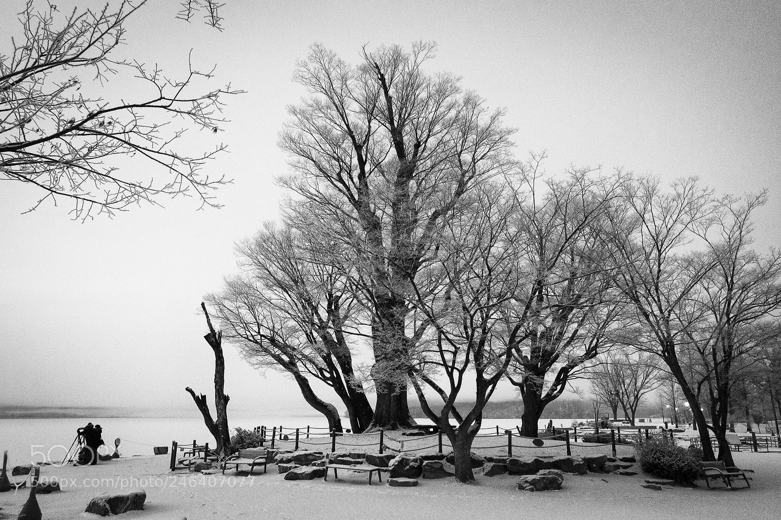 Canon EOS 100D (EOS Rebel SL1 / EOS Kiss X7) sample photo. Some trees by the photography