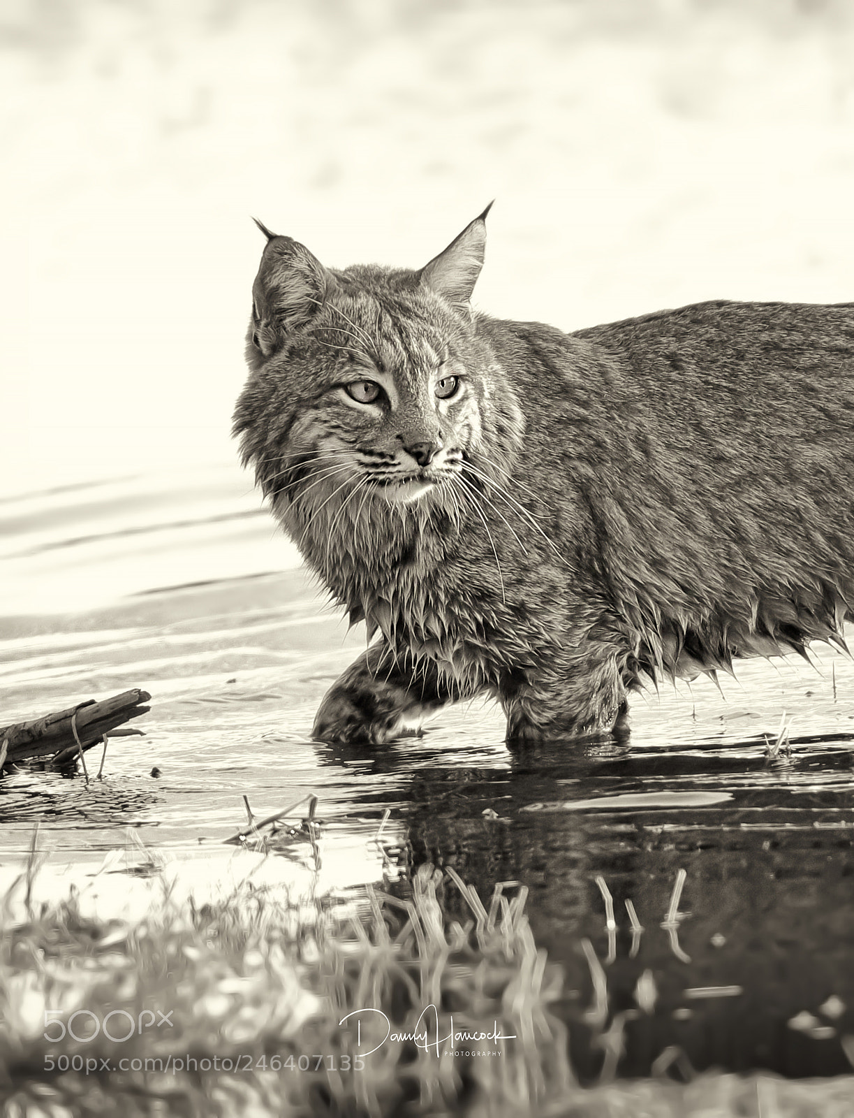 Canon EOS-1D X Mark II sample photo. Bobcat in water photography