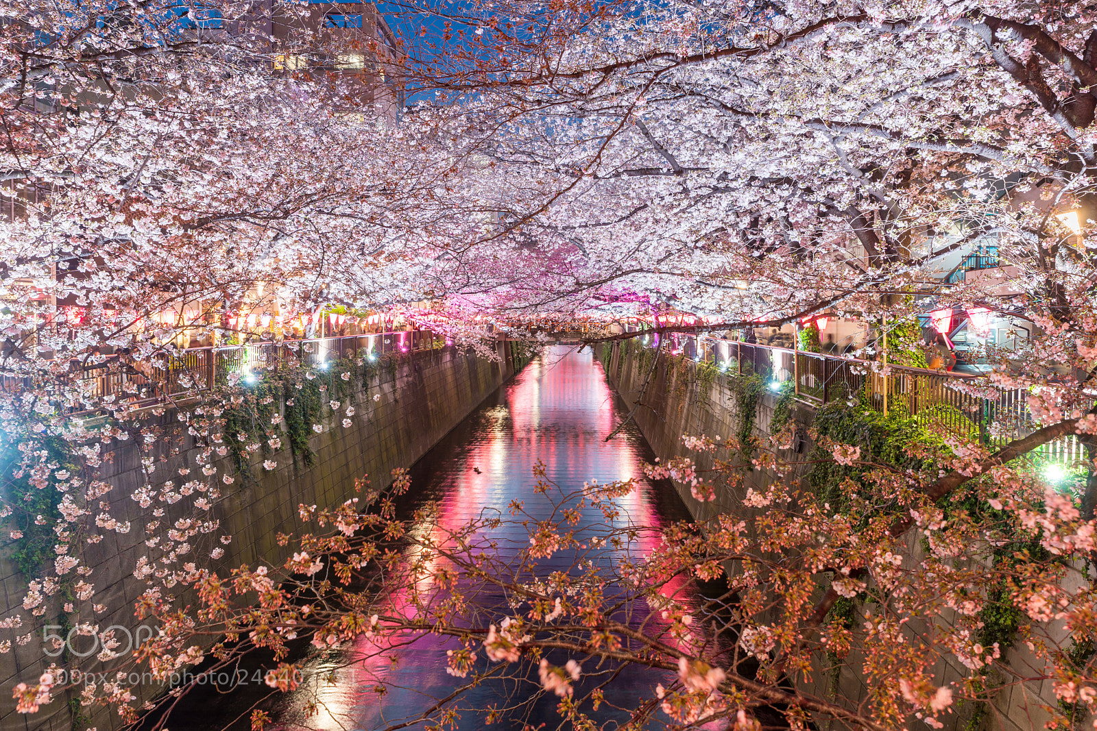 Nikon D800 sample photo. Cherry blossom lined meguro photography