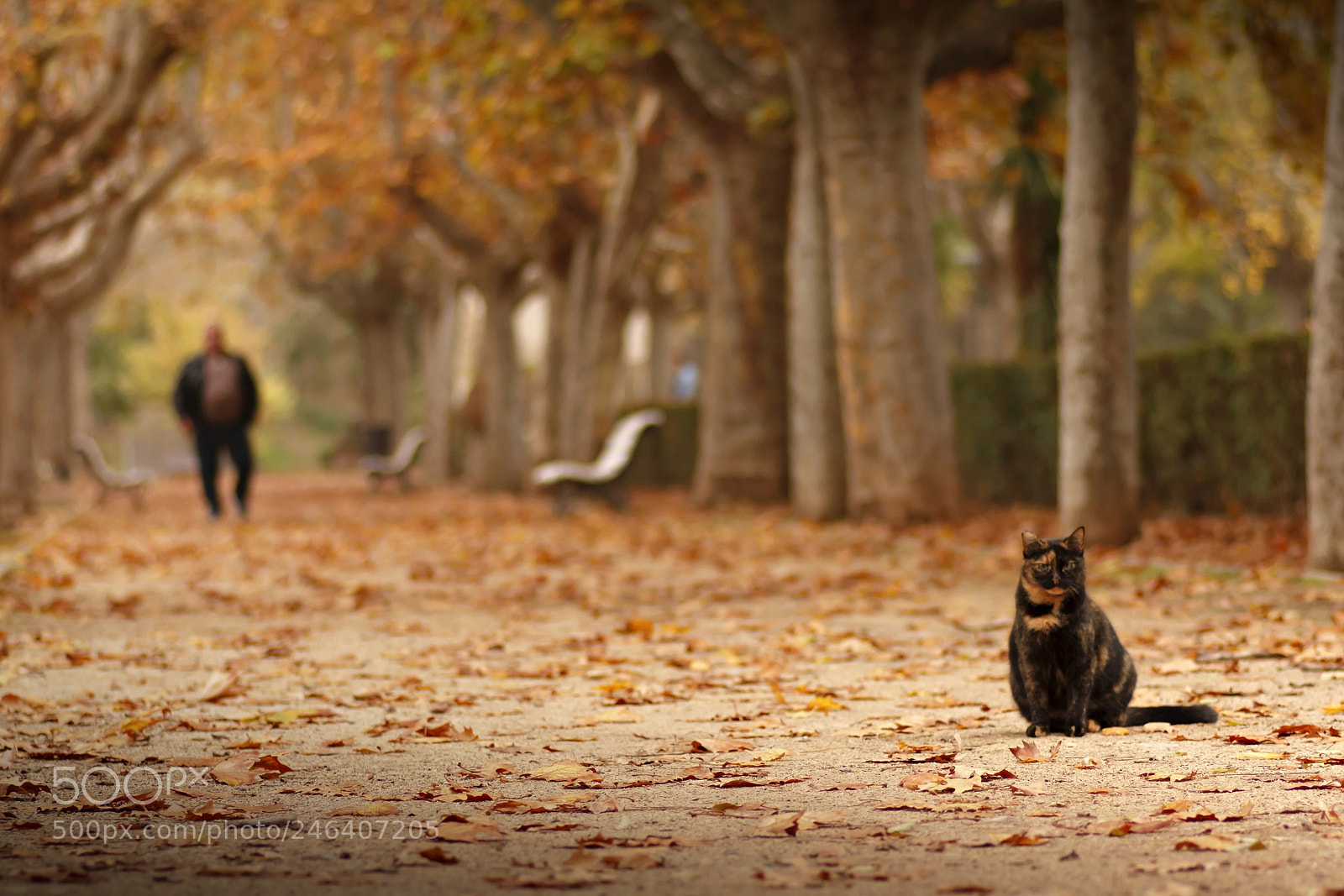 Canon EOS 60D sample photo. The old man and photography