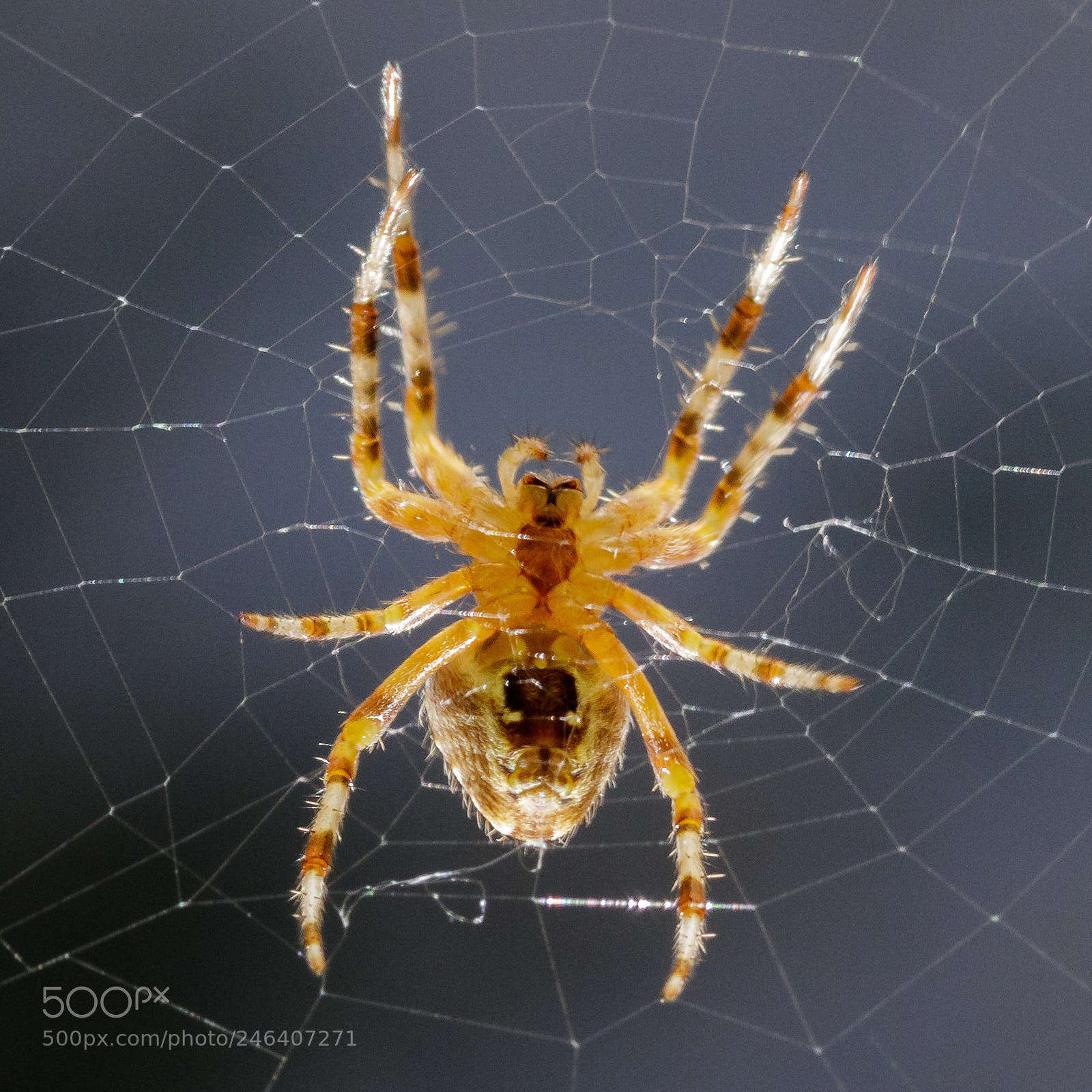 Canon EOS M5 sample photo. Spider_170826 photography