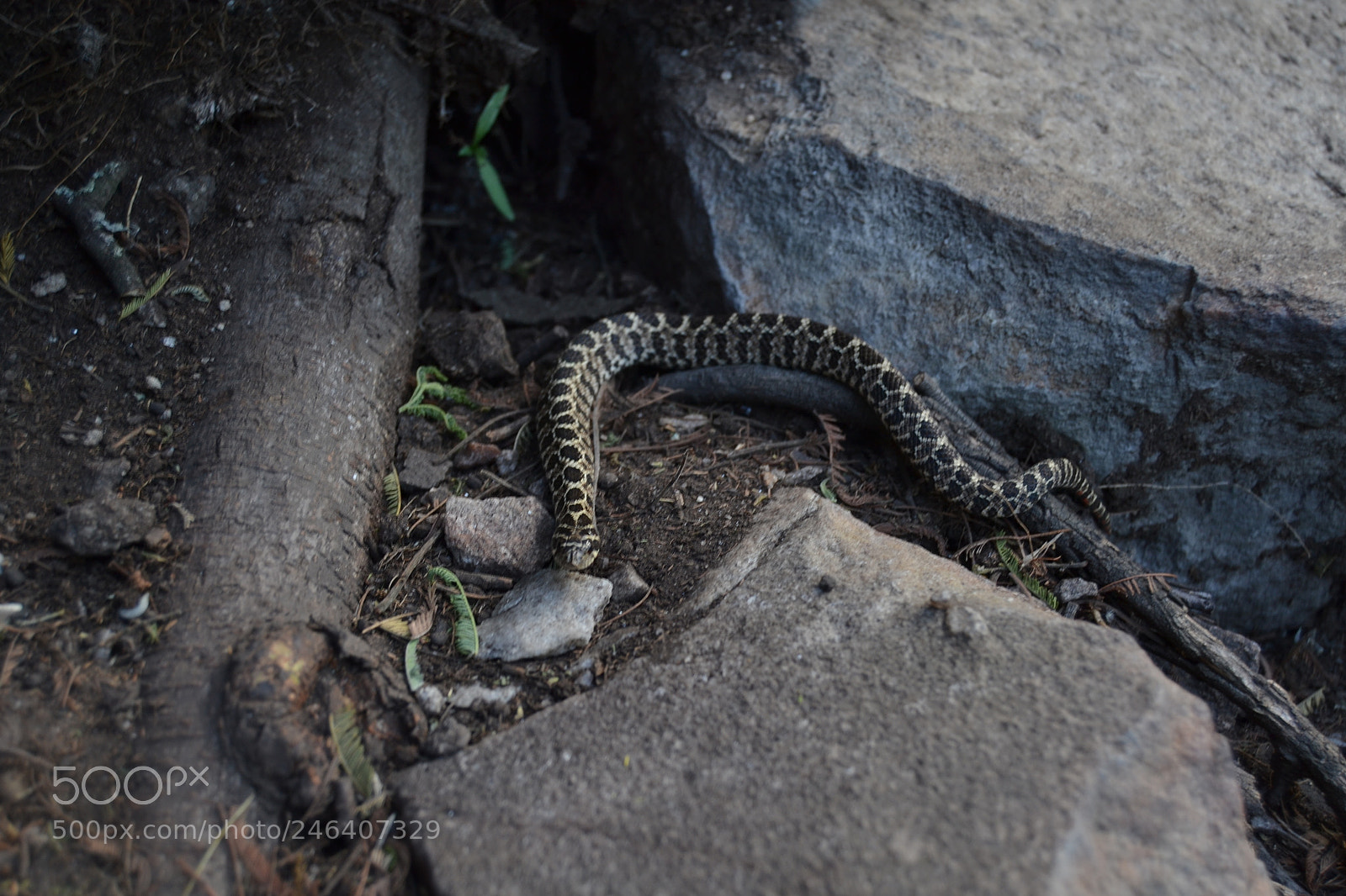 Nikon D3100 sample photo. 24941563868.jpg photography