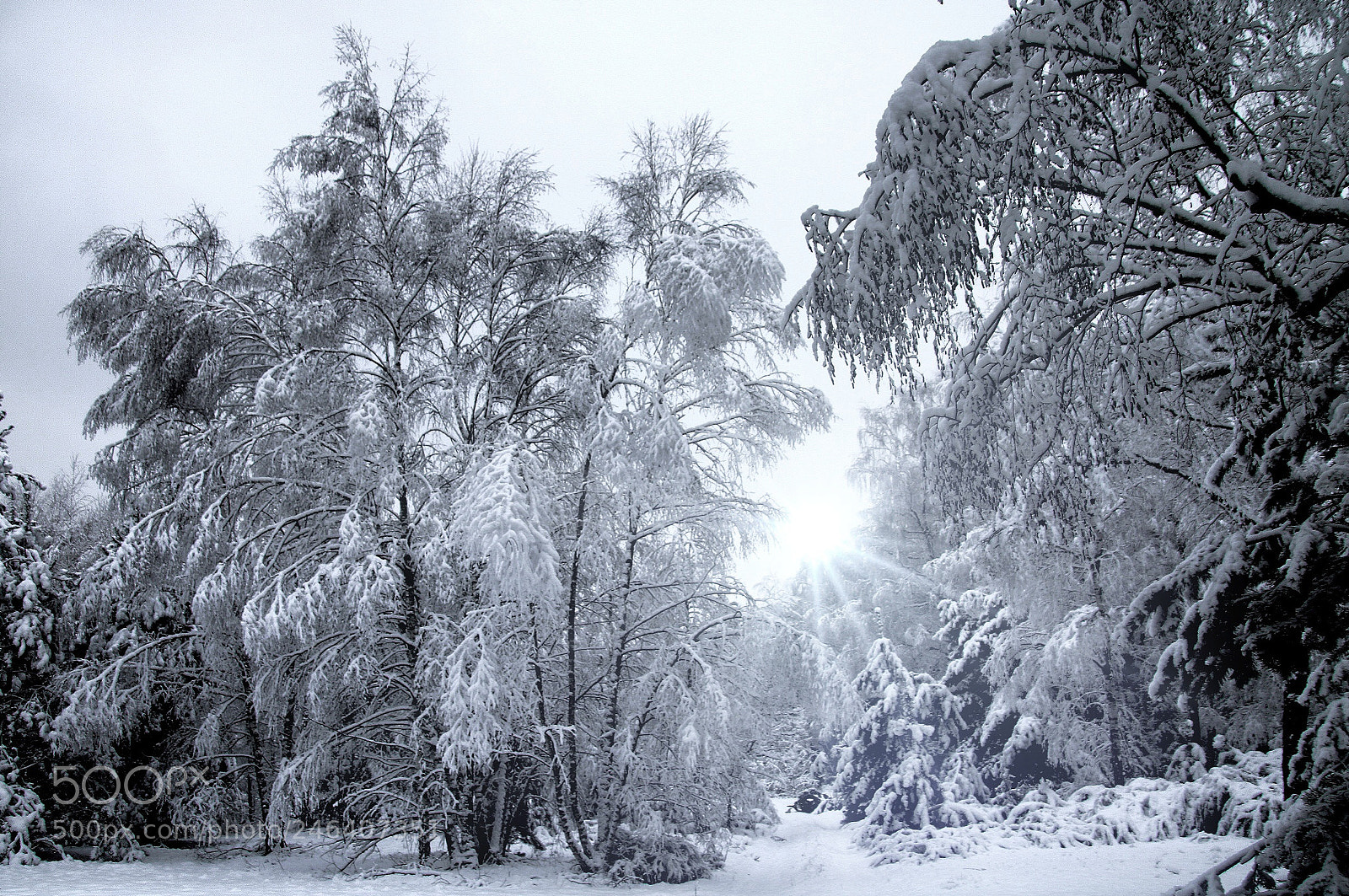 Canon EOS 760D (EOS Rebel T6s / EOS 8000D) sample photo. Winter forest photography