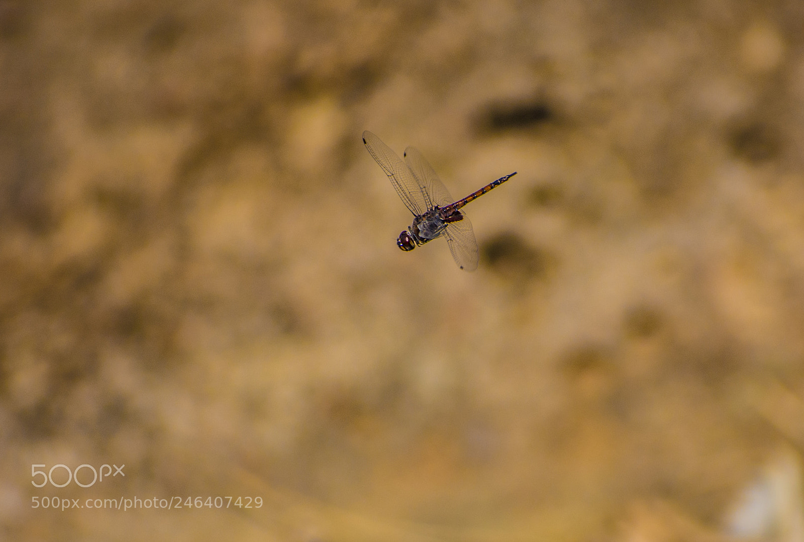 Nikon D7200 sample photo. Dragonfly - in flight... photography