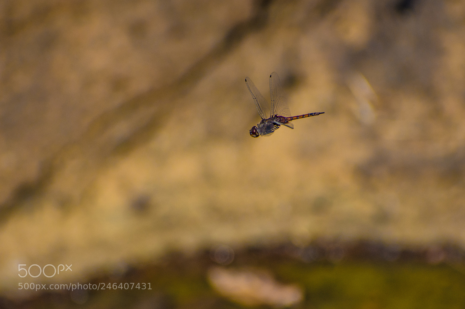 Nikon D7200 sample photo. Dragonfly - in flight (2) photography
