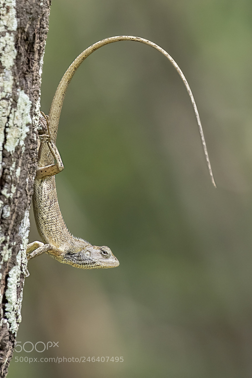 Canon EOS 60D sample photo. Lizard photography