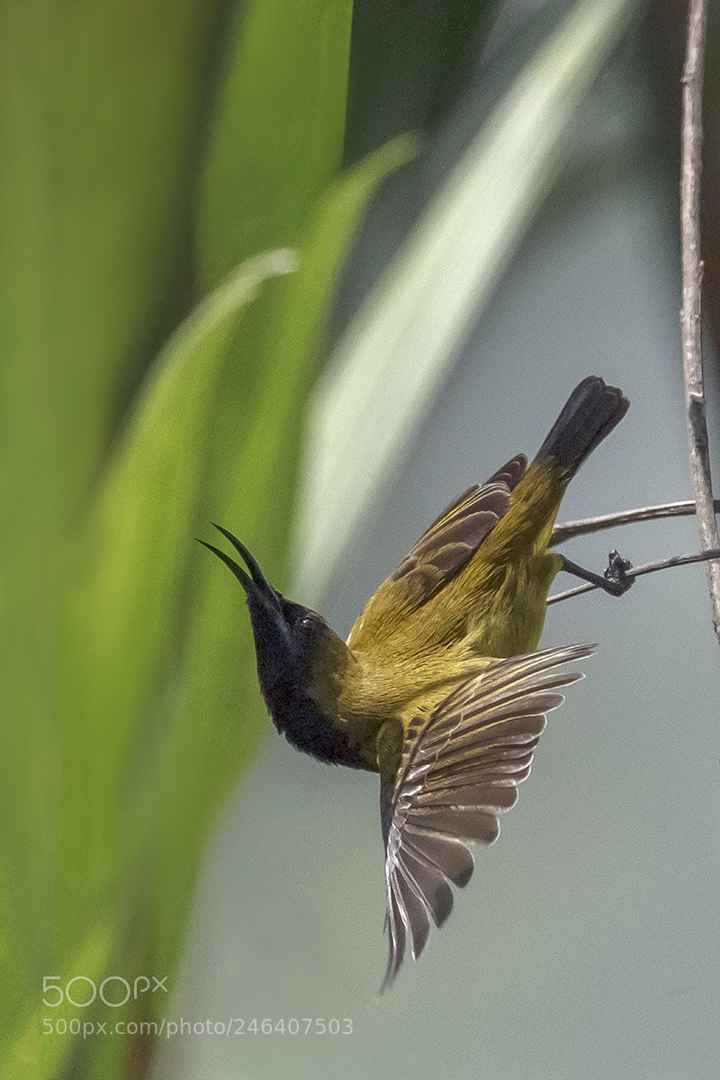 Canon EOS 60D sample photo. Sunbird photography