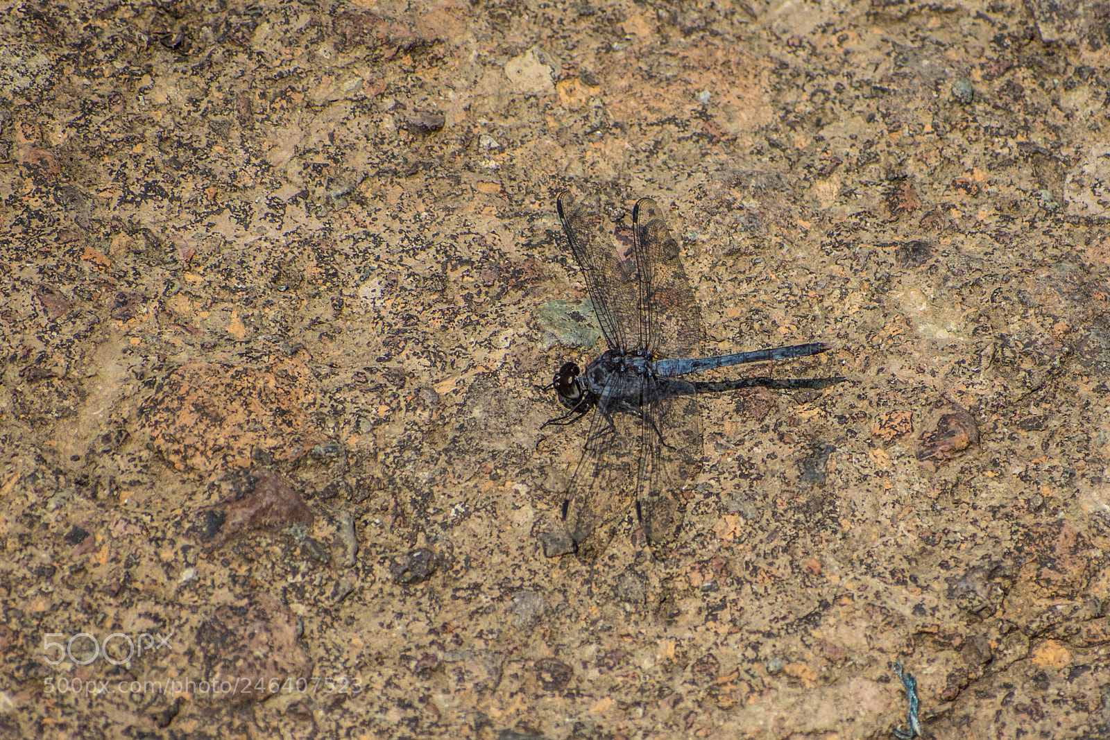 Nikon D7200 sample photo. Dragonfly - bluish photography