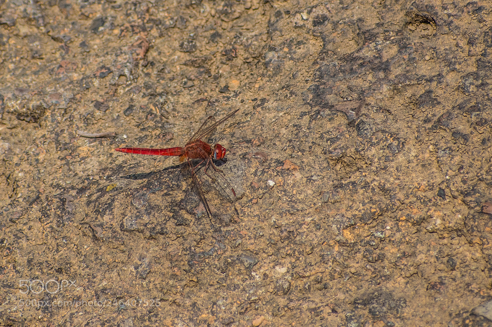 Nikon D7200 sample photo. Dragonfly - reddish photography