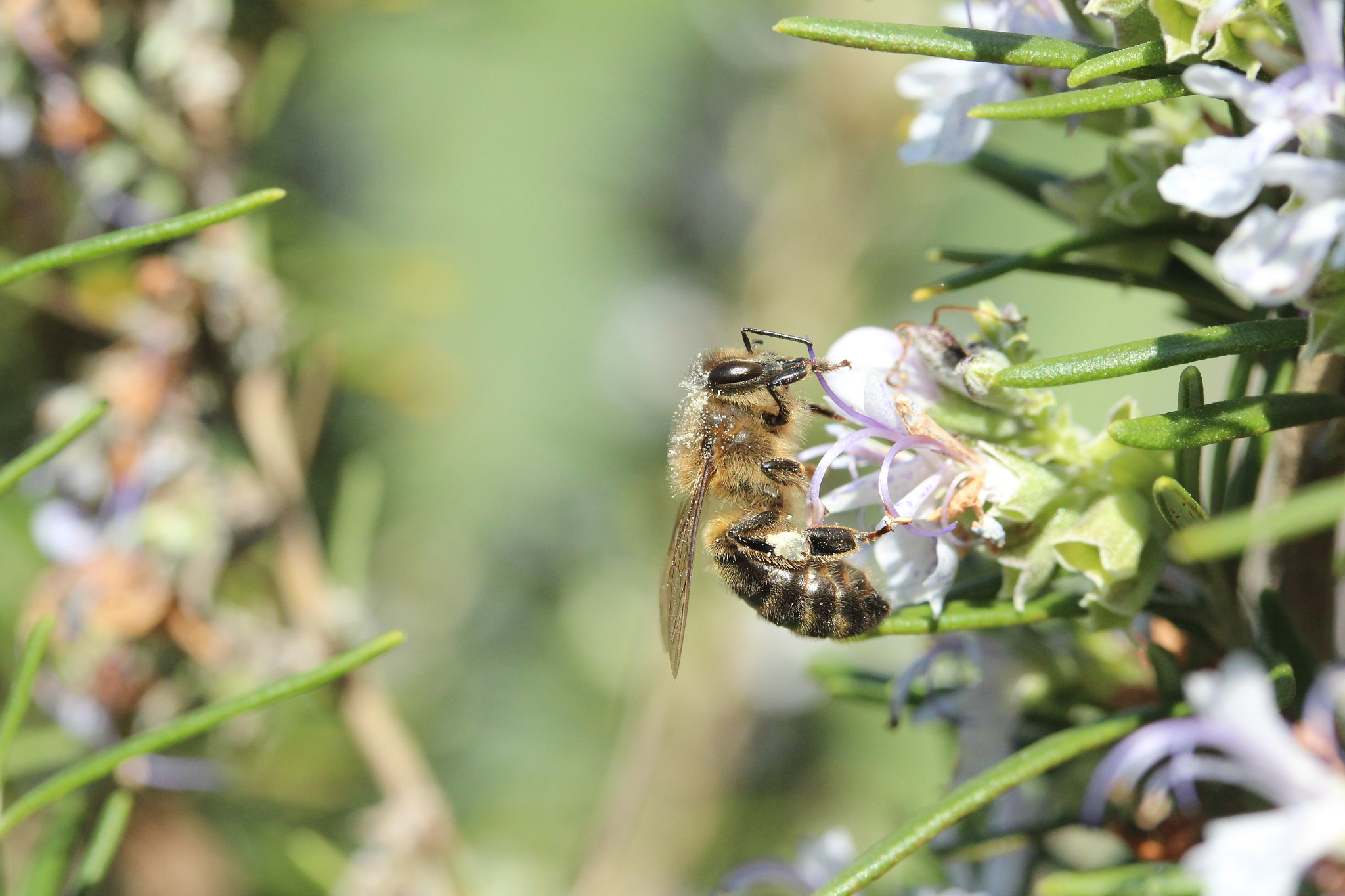 Canon EF-S 60mm F2.8 Macro USM sample photo. Img photography