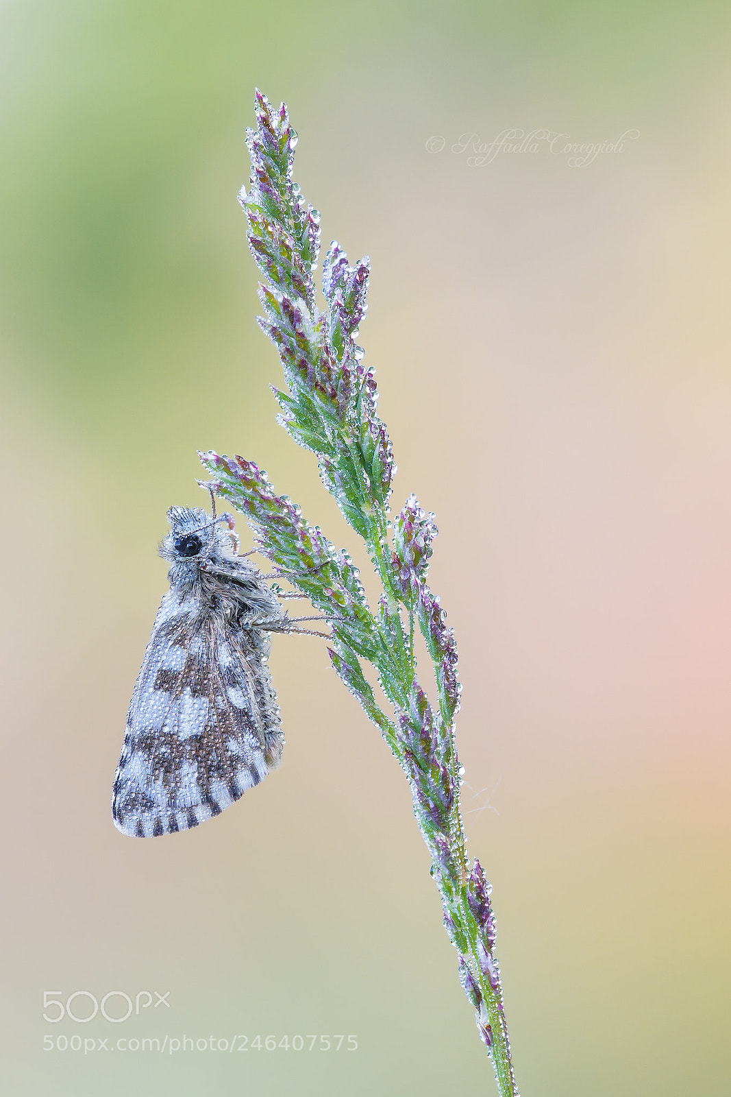 Nikon D7200 sample photo. Pyrgus armoricanus photography