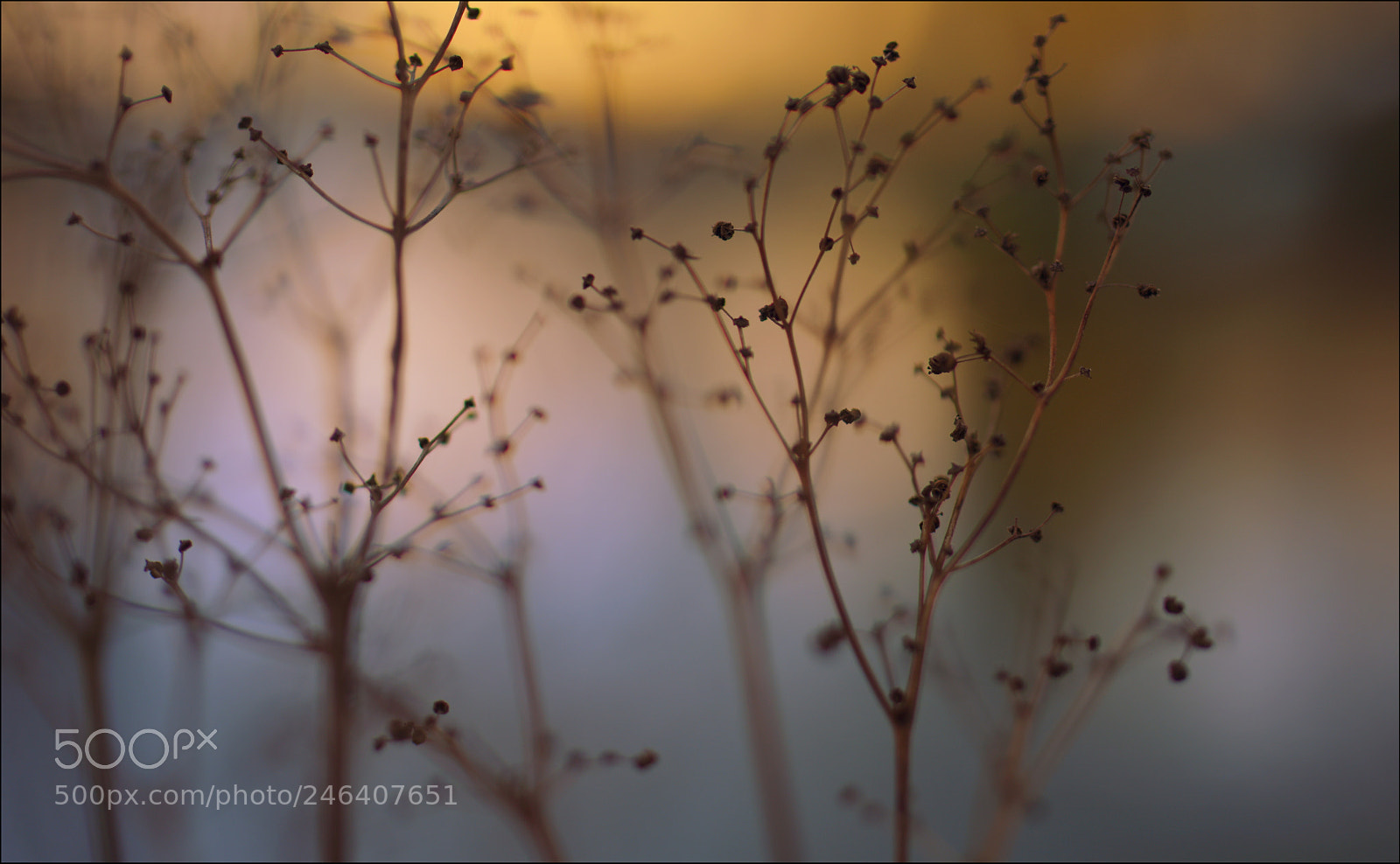 Nikon D810 sample photo. °tender.dreams° photography